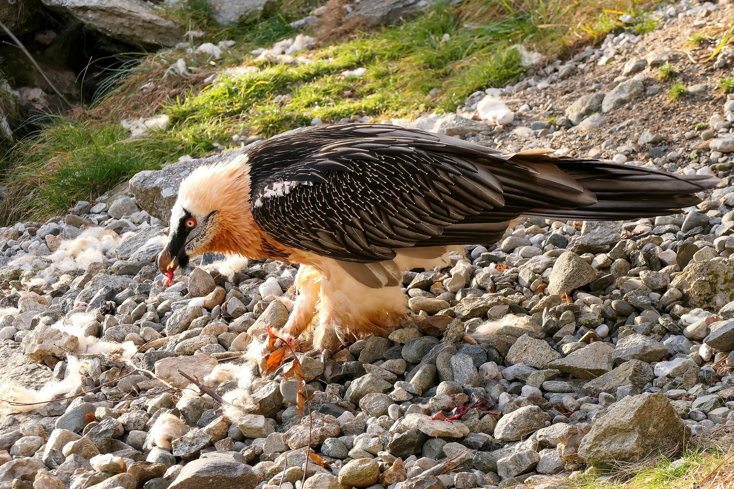 Bearded vulture