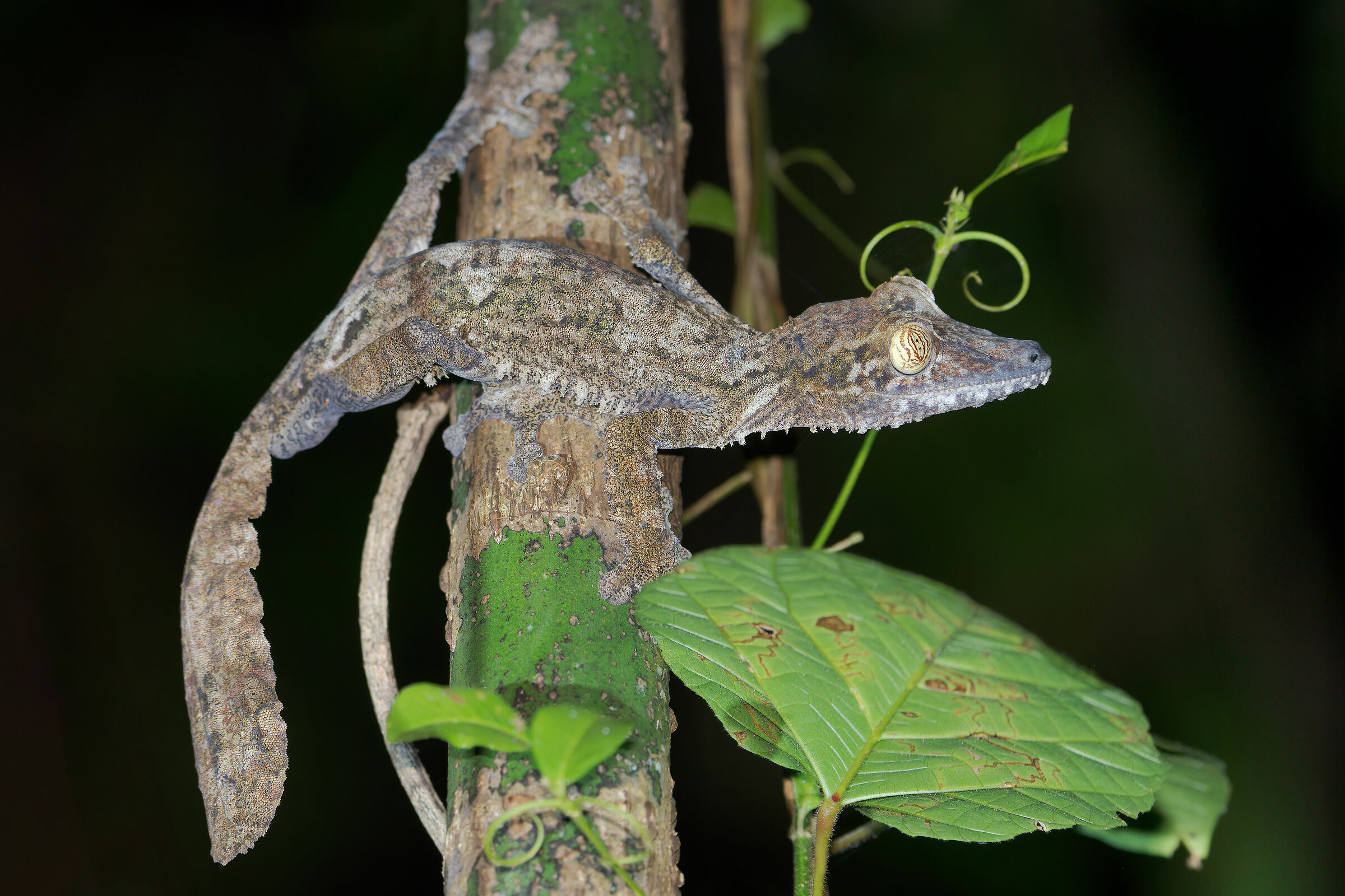 Common flat-tailed gecko
