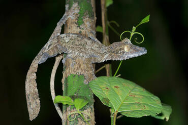 Uroplatus fimbriatus