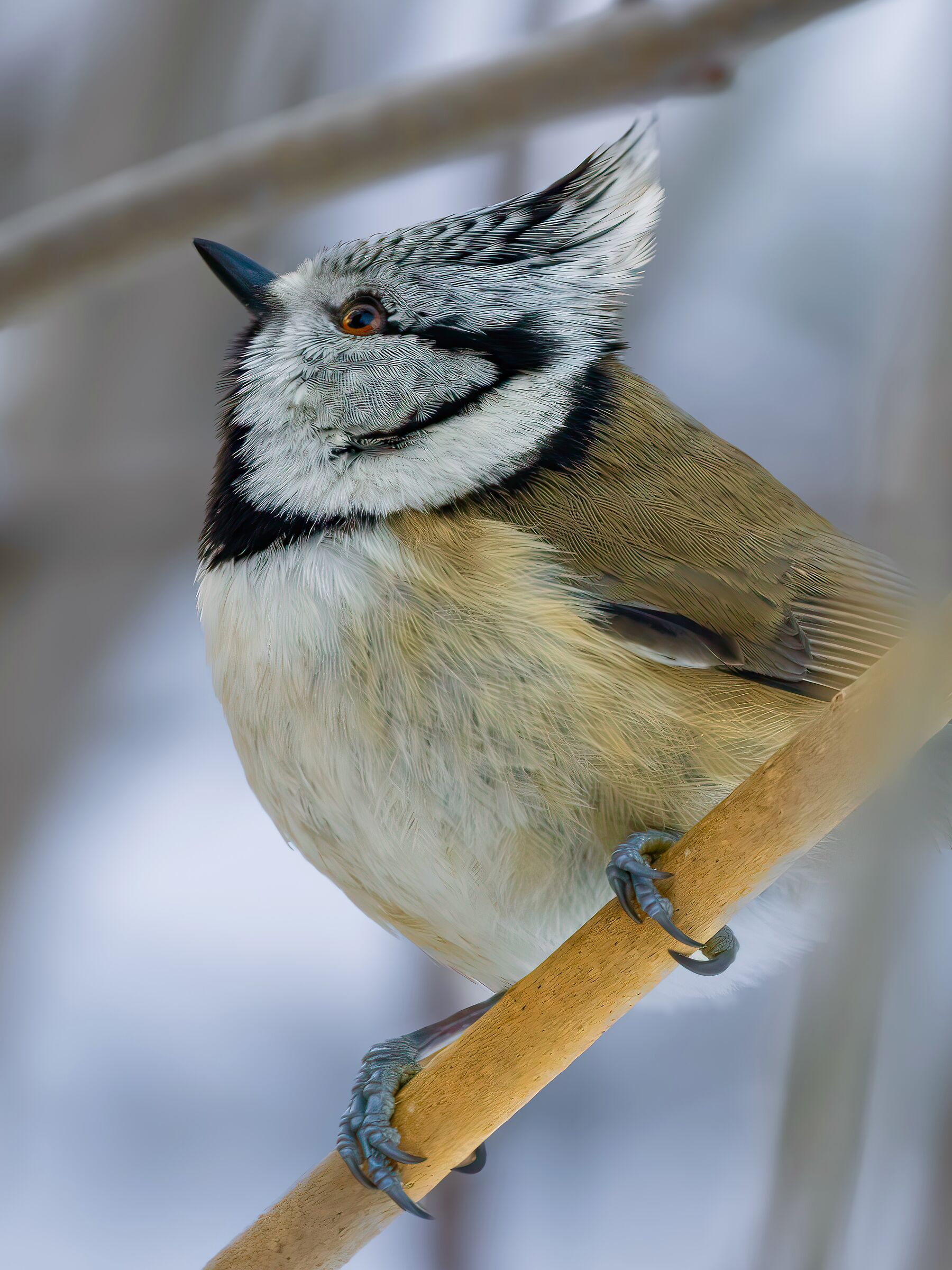 Tufted