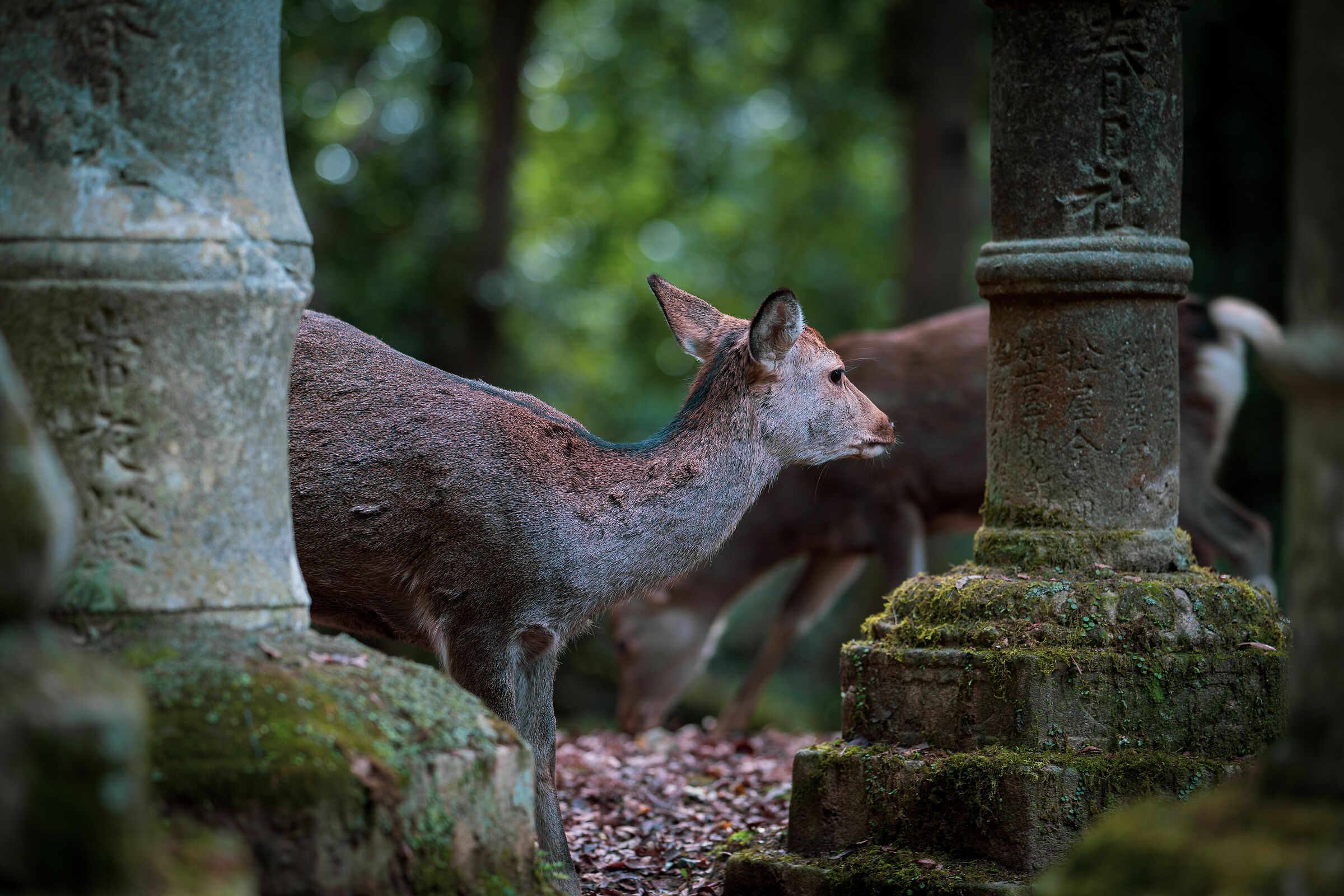 Daini di Nara 2