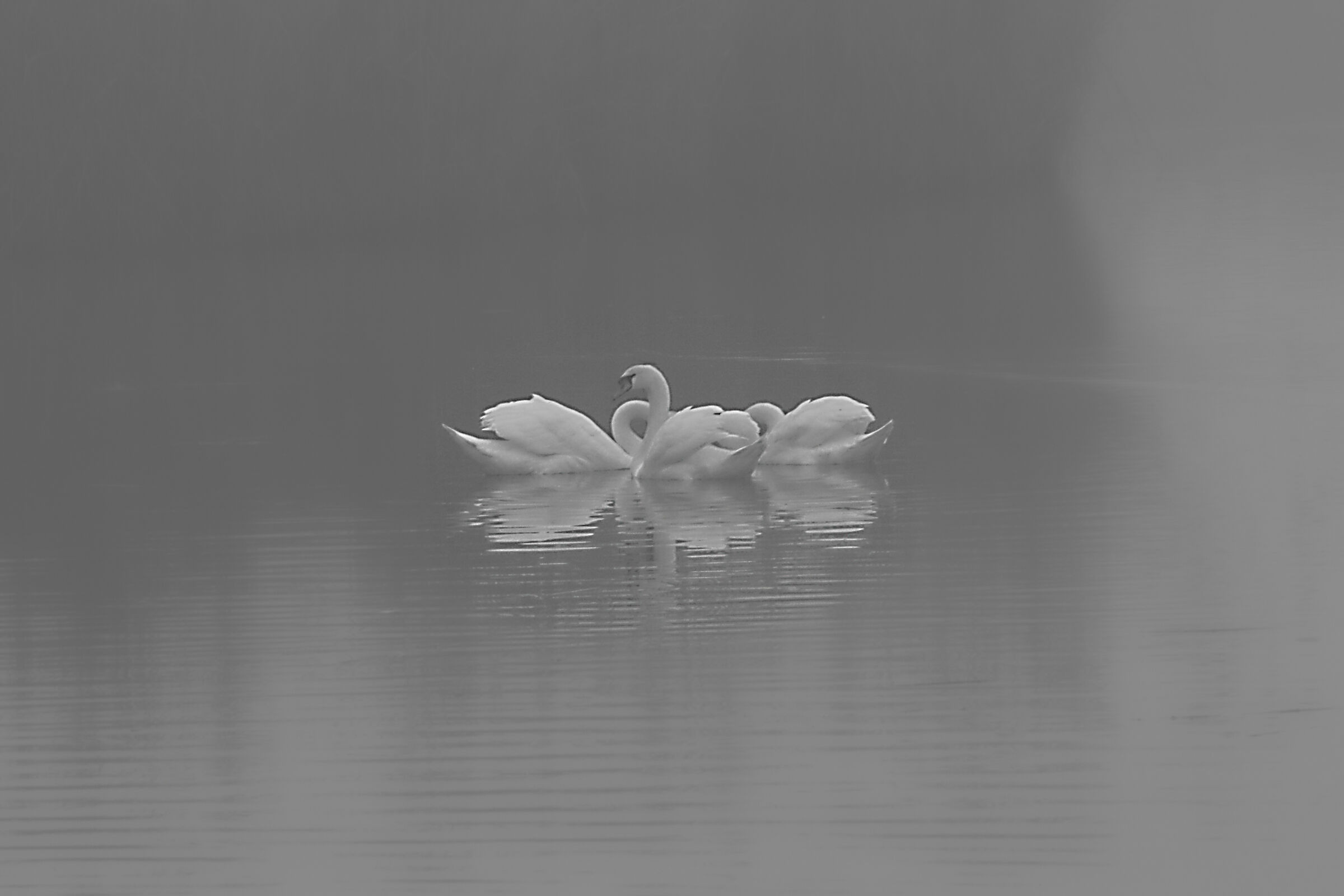 Il lago dei cigni