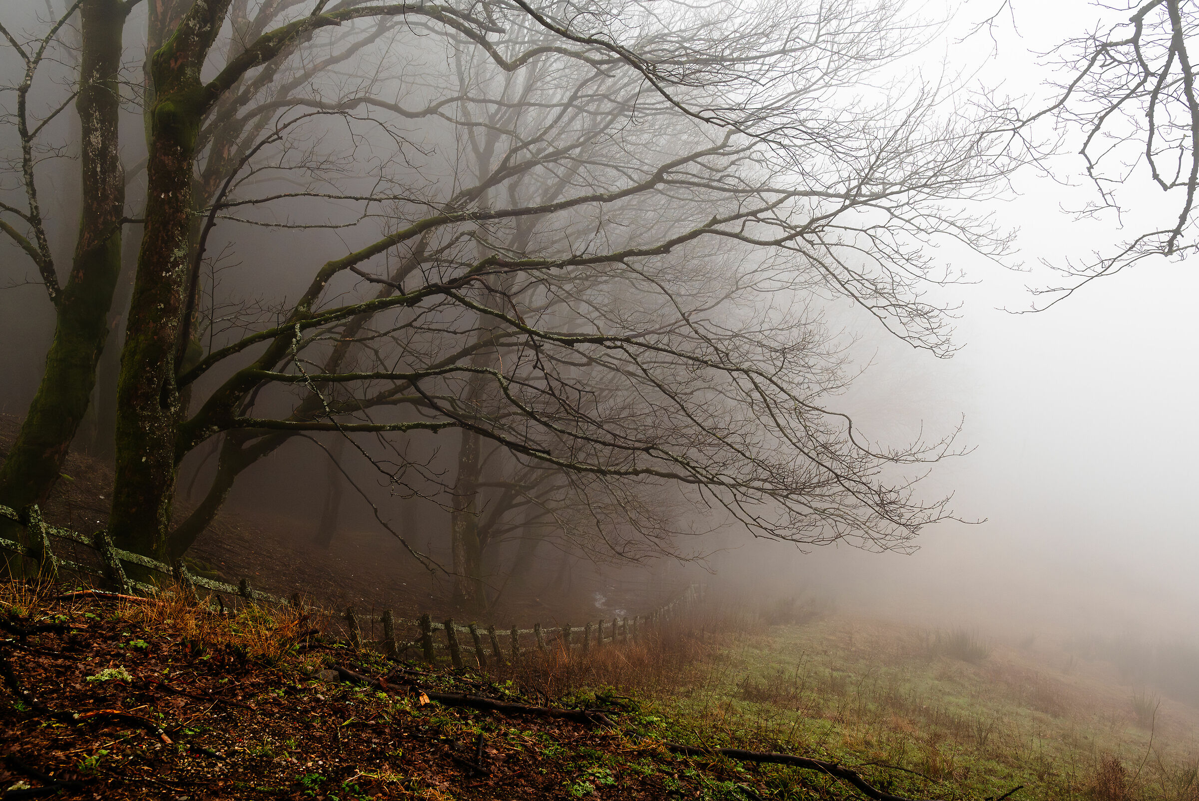 " La foresta è un grande spirito "