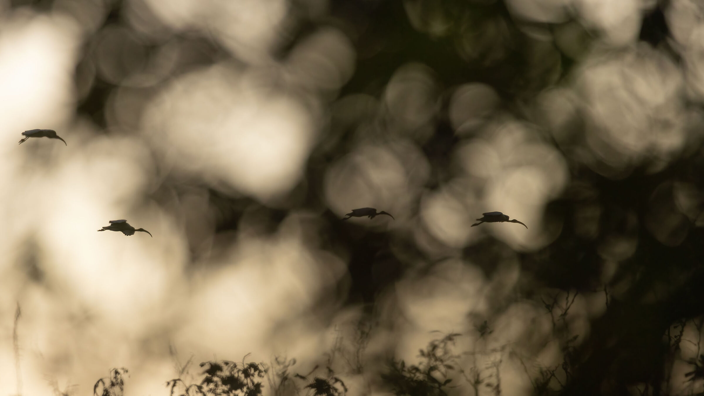 Ibis, il difficile viaggio