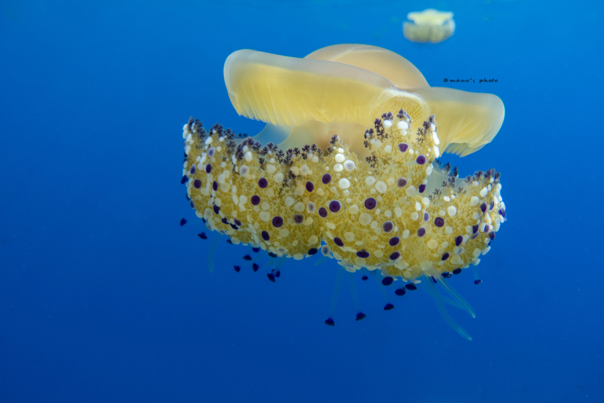 Cothyloriza tubercolata - Medusa Cassiopea