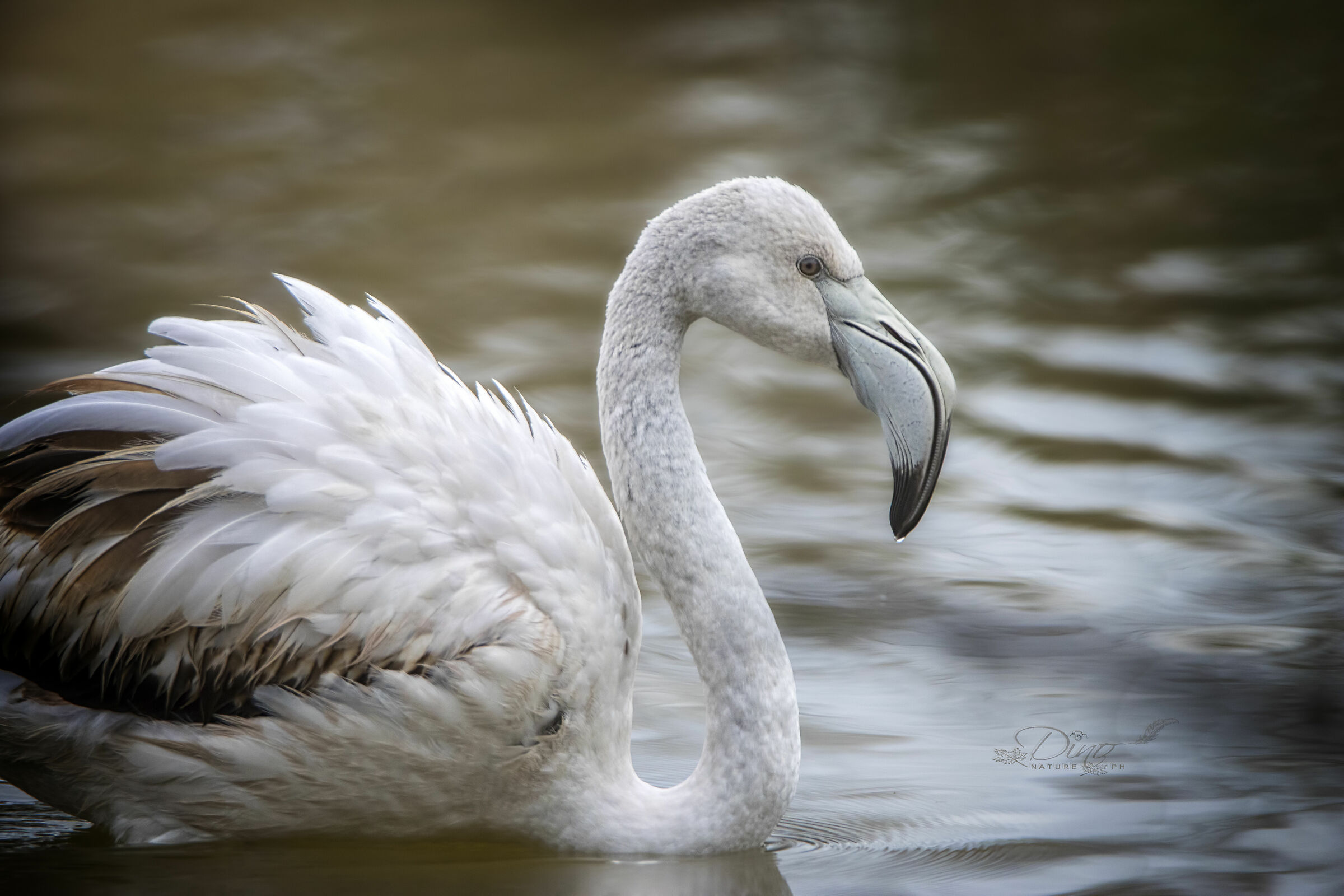 Flamingo posing as a Swan