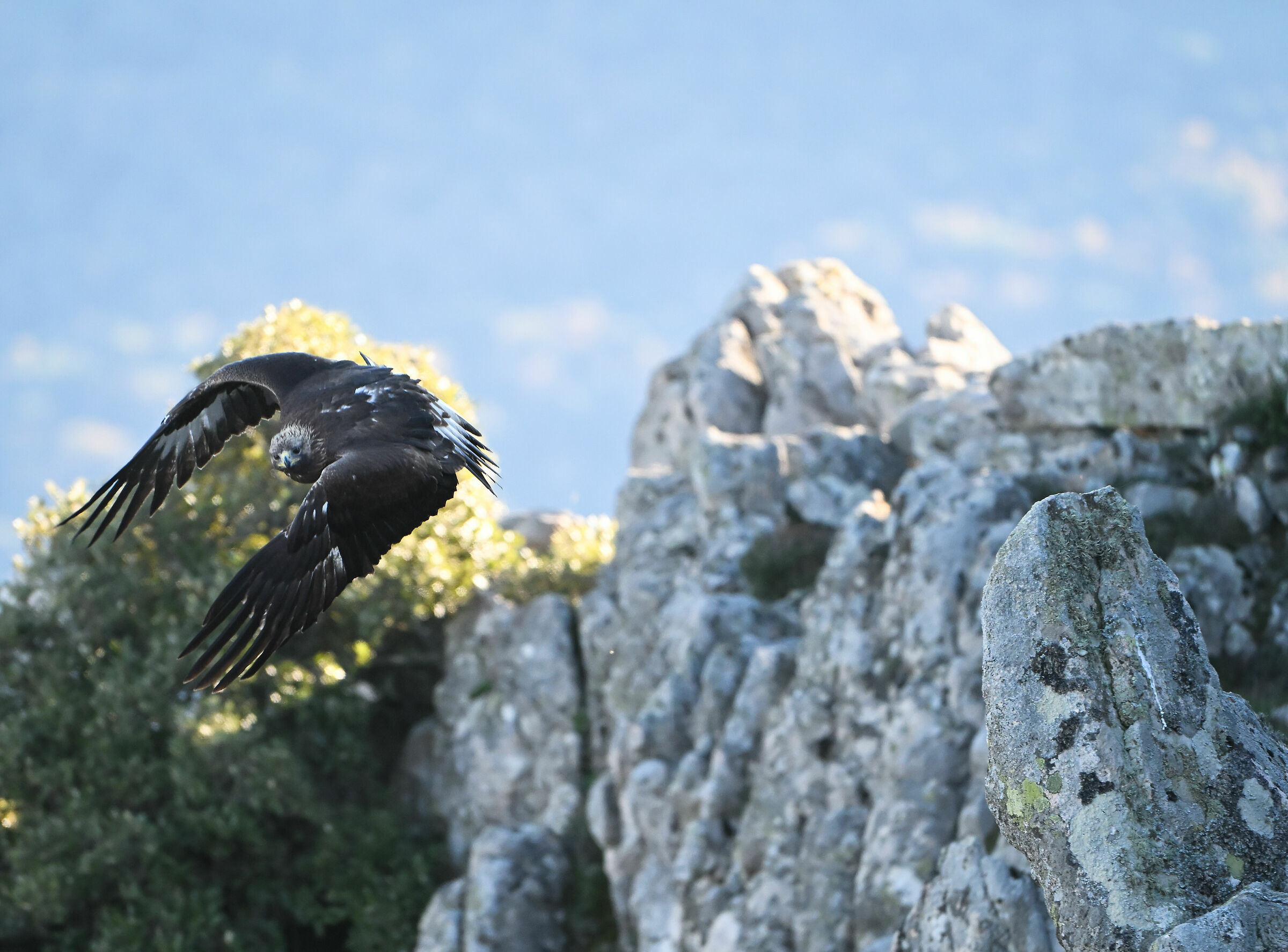 Aquila reale giovane