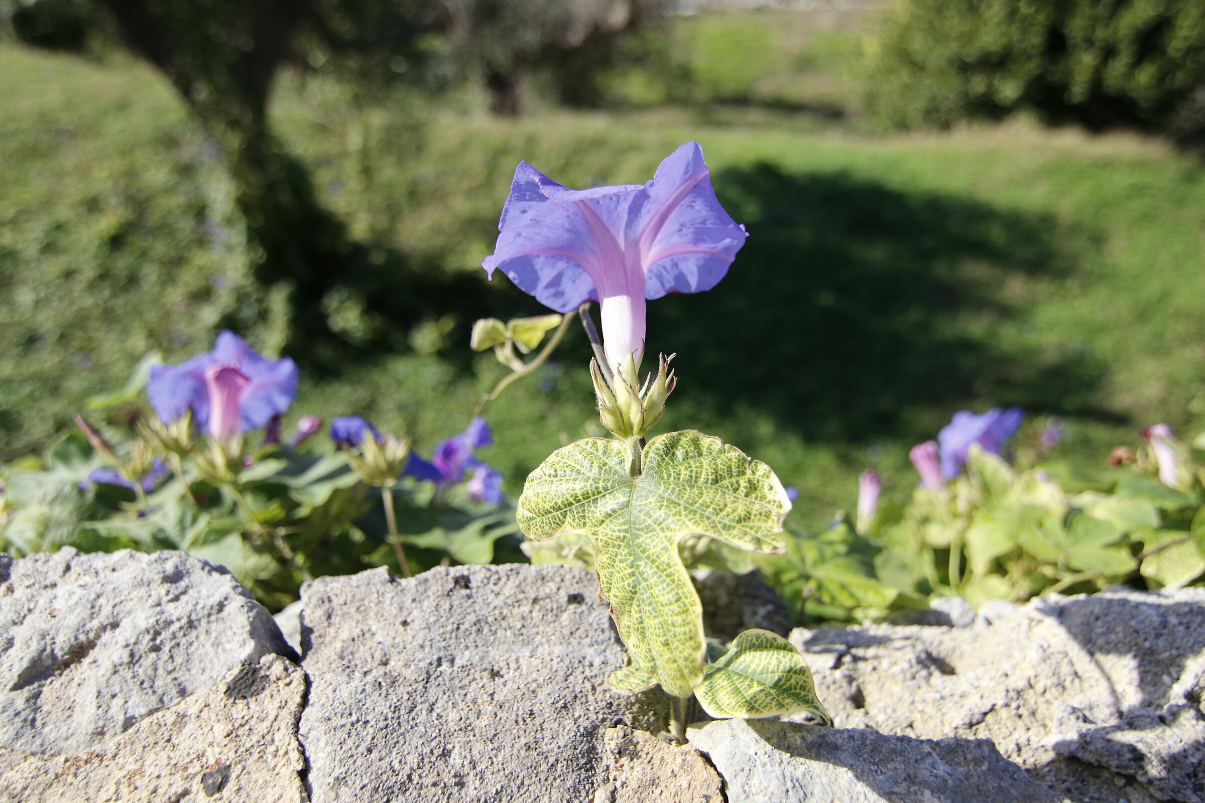 @ 16, " 1/ 8 Mila ", Tokina 11-16 F. 2.8 Atx-i- 7 ...