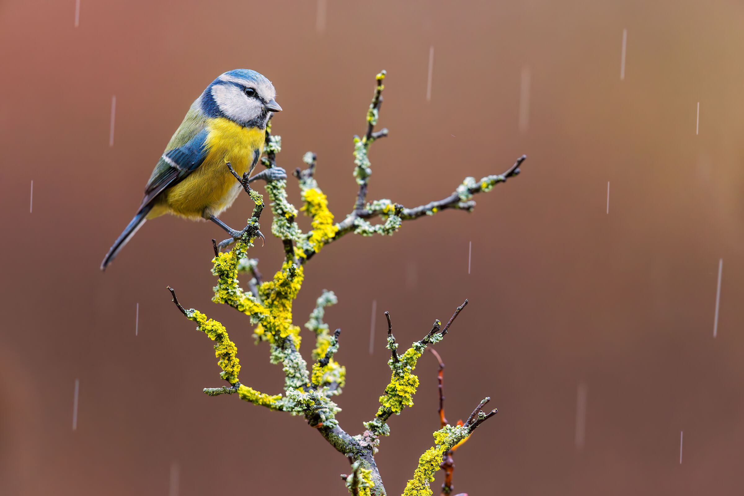 Cinciarella sotto la pioggia