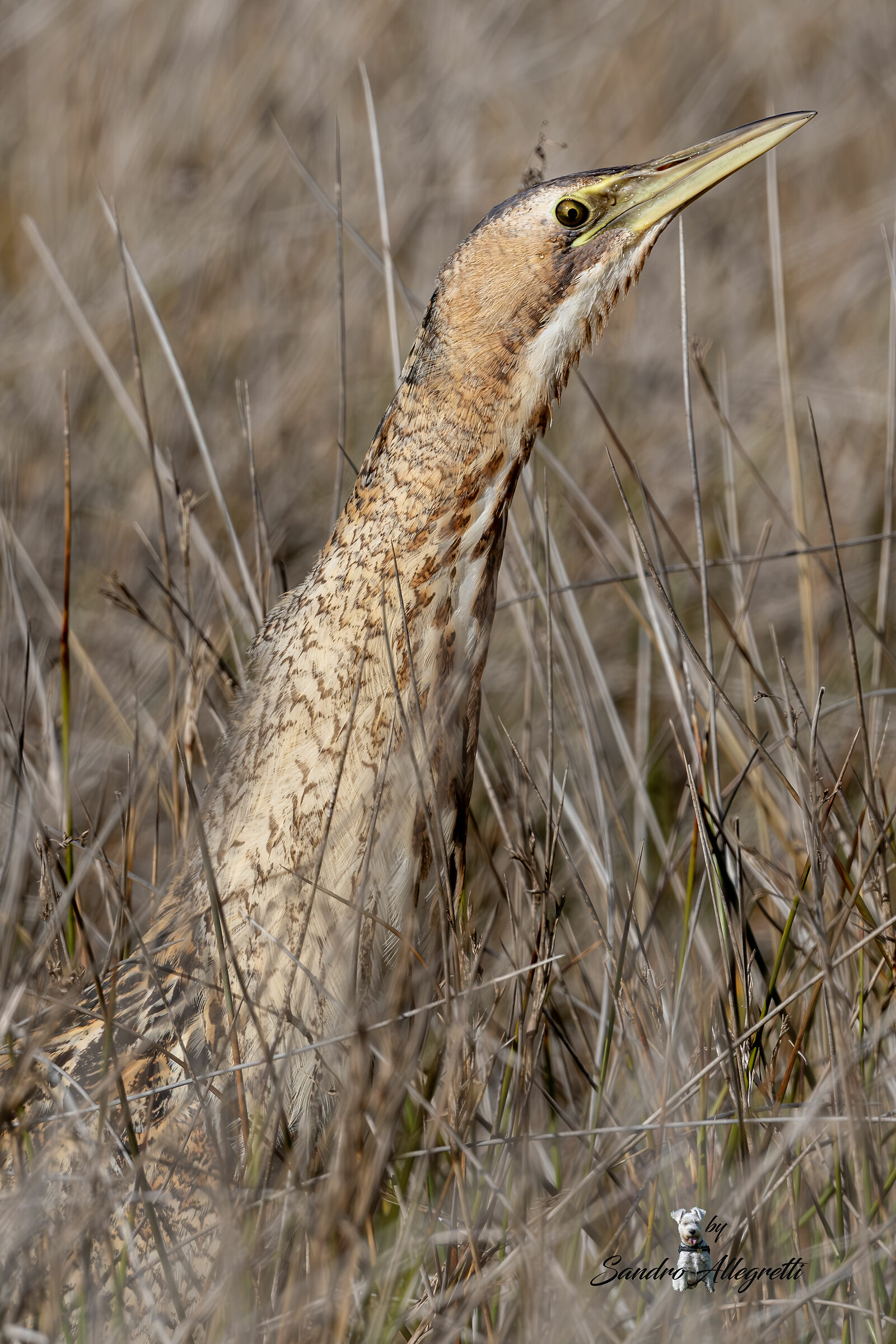 The Bittern (Botaurus stellaris)