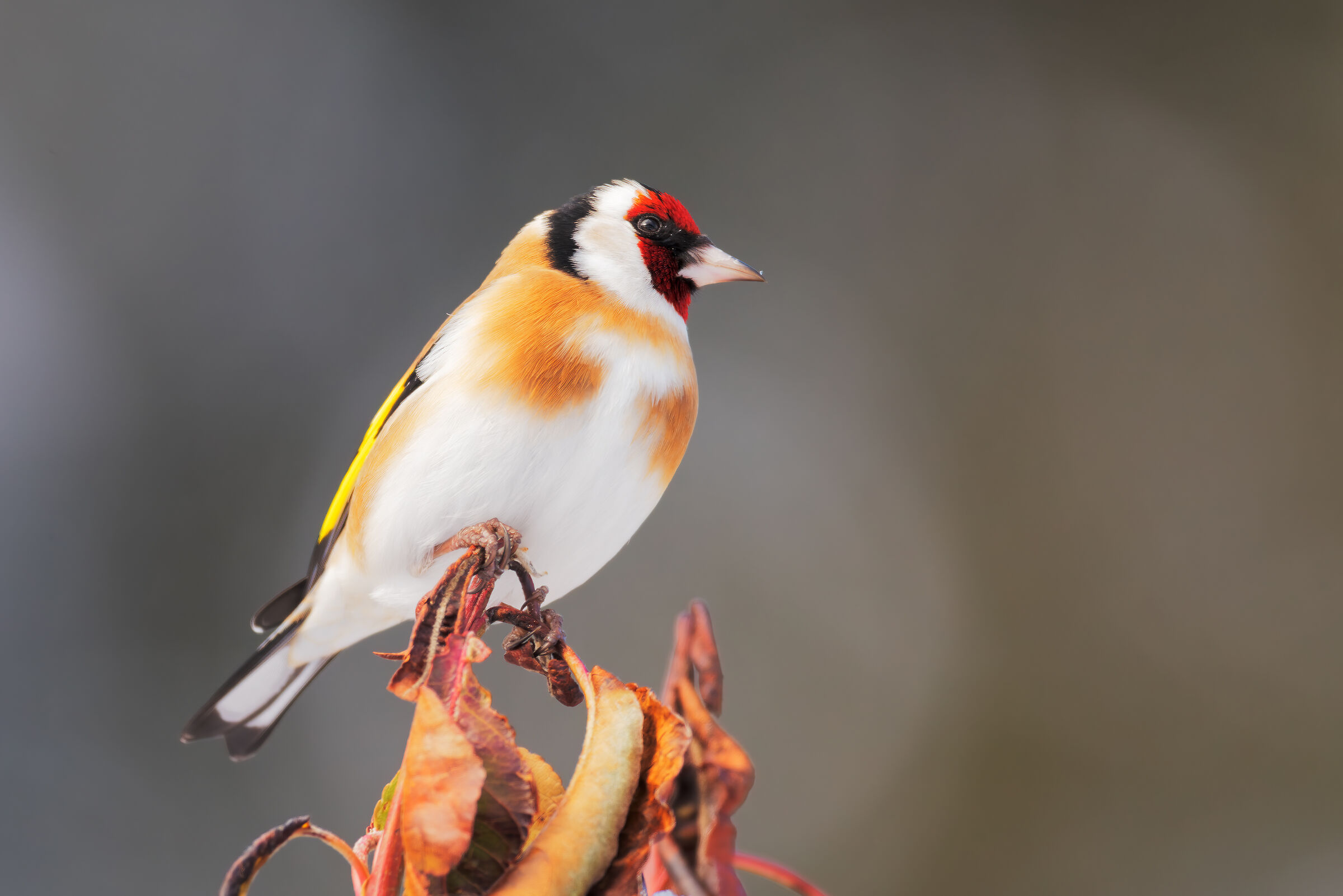 Cardellino in montagna