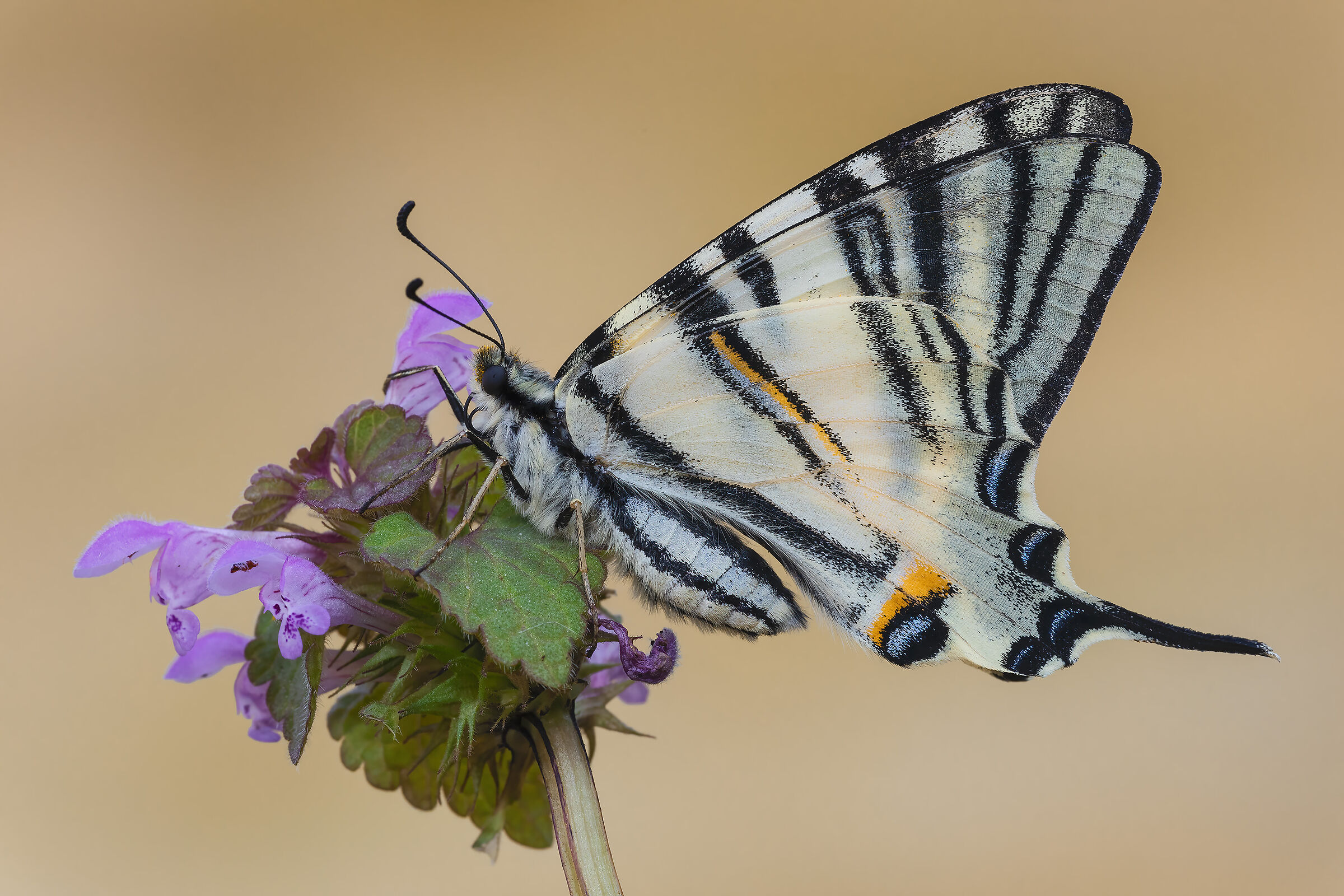 Scarce swallowtail