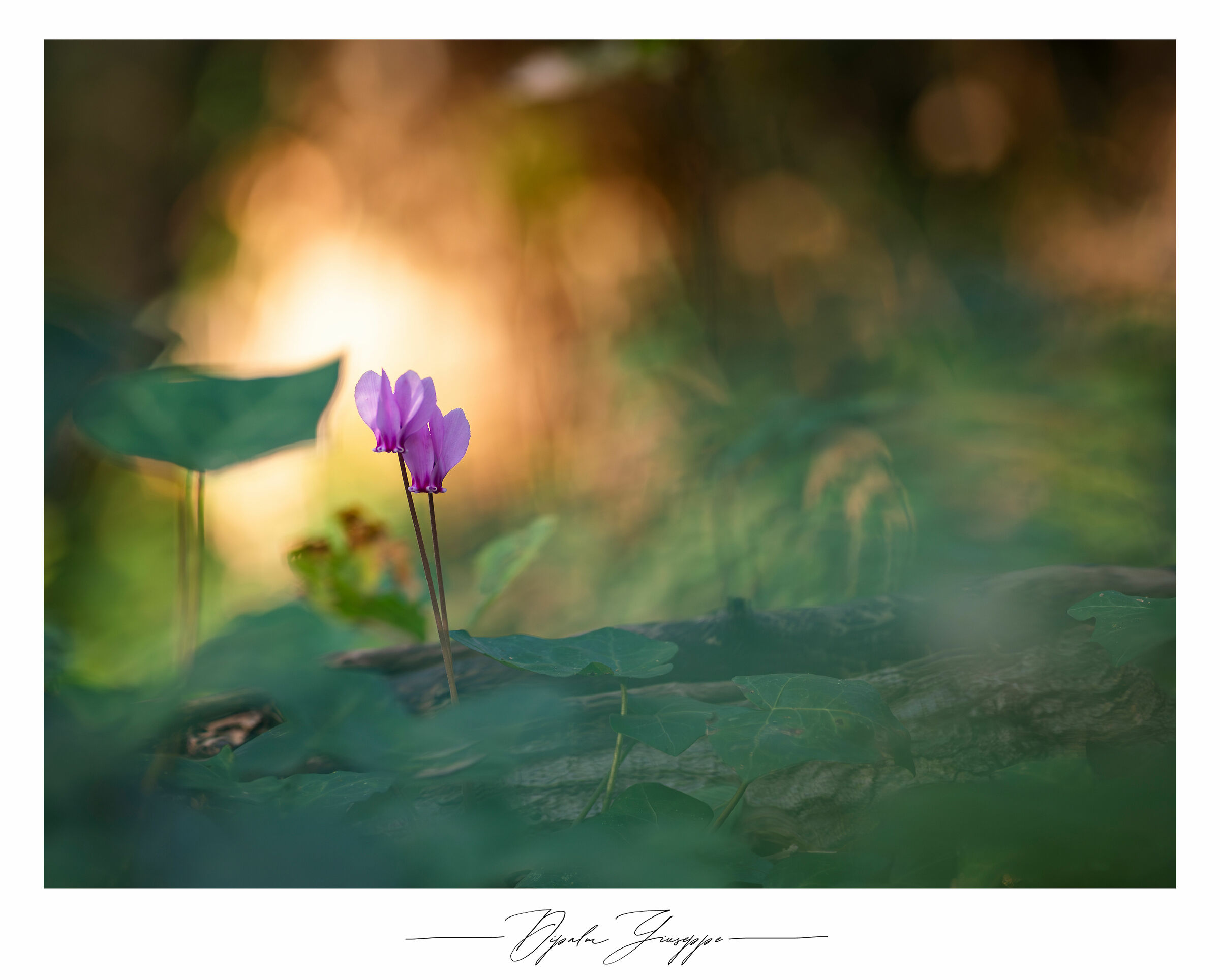 Cyclamen hederifolium