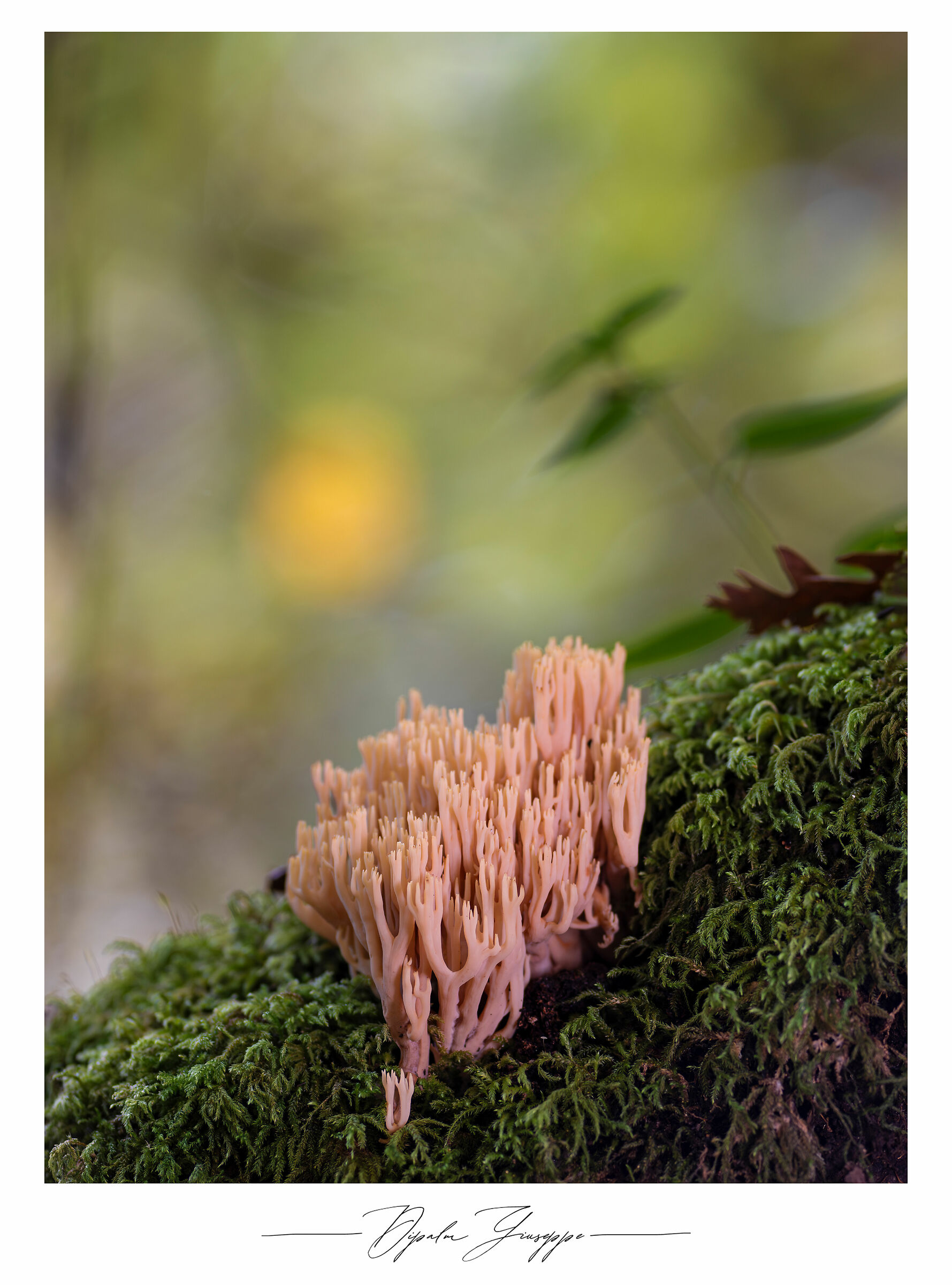 Ramaria sp.