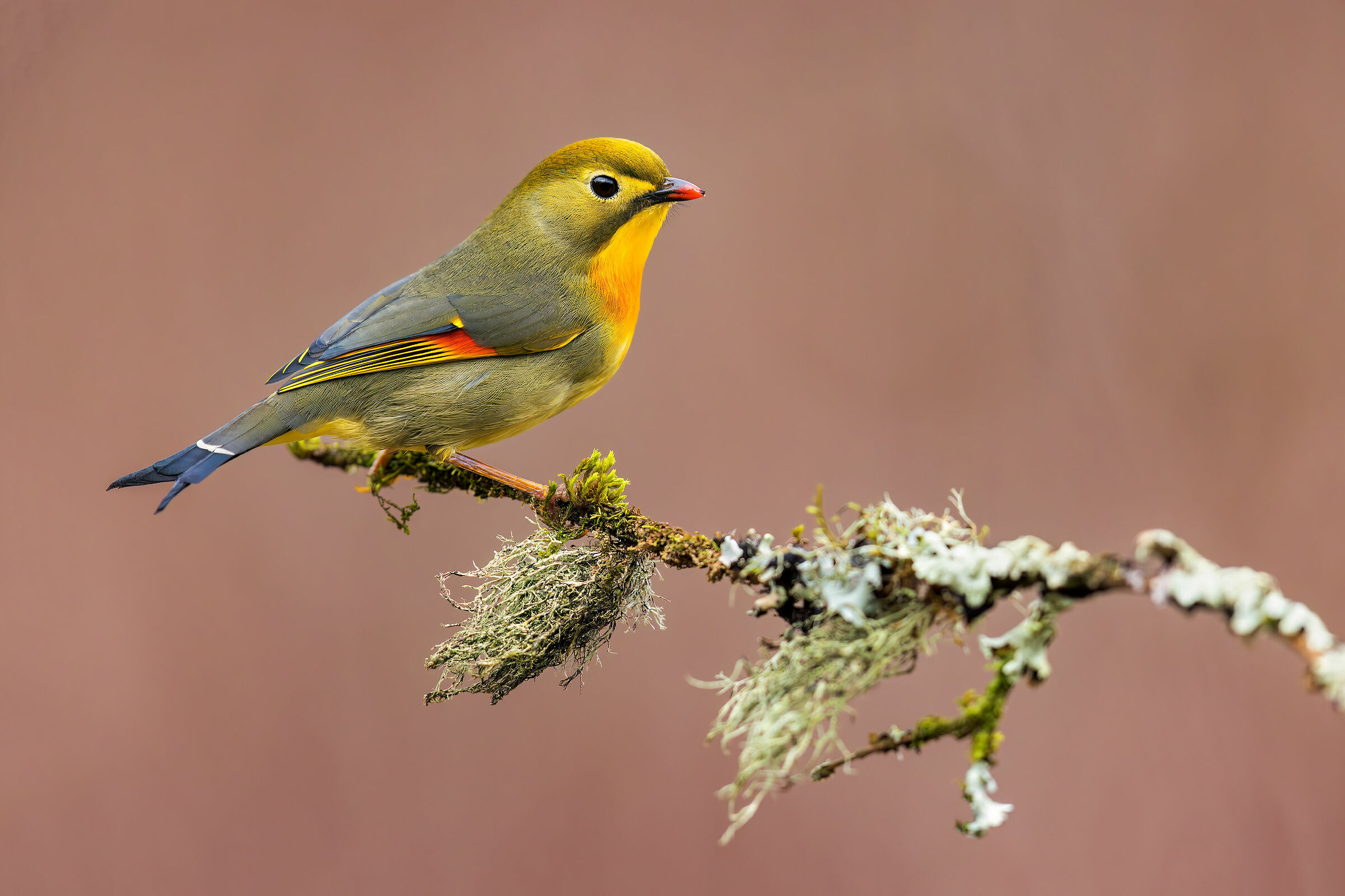 Usignolo del Giappone