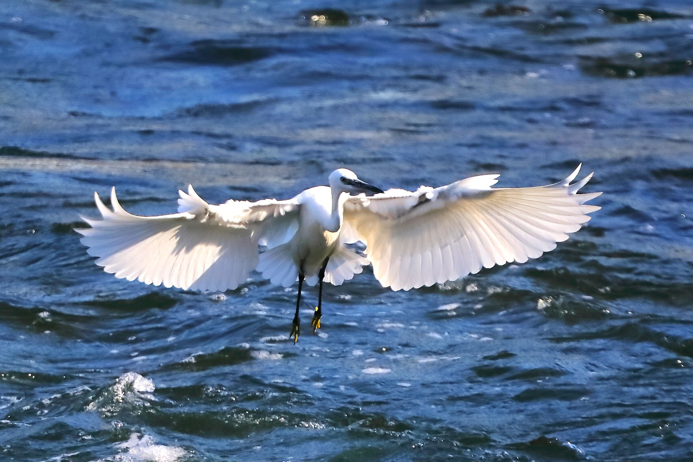 Little Egret 28-09-2023