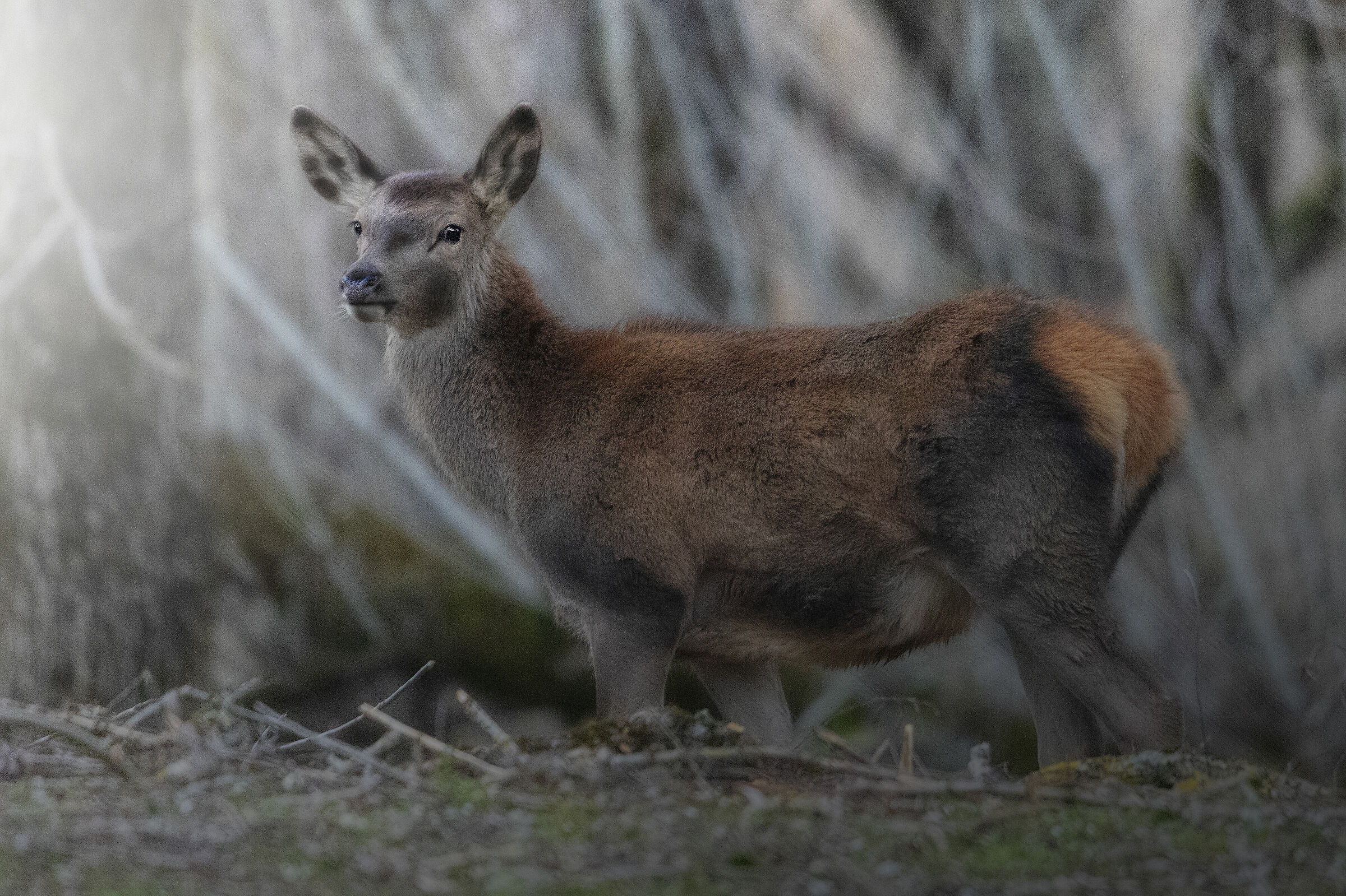 Giovane cervo all'imbrunire