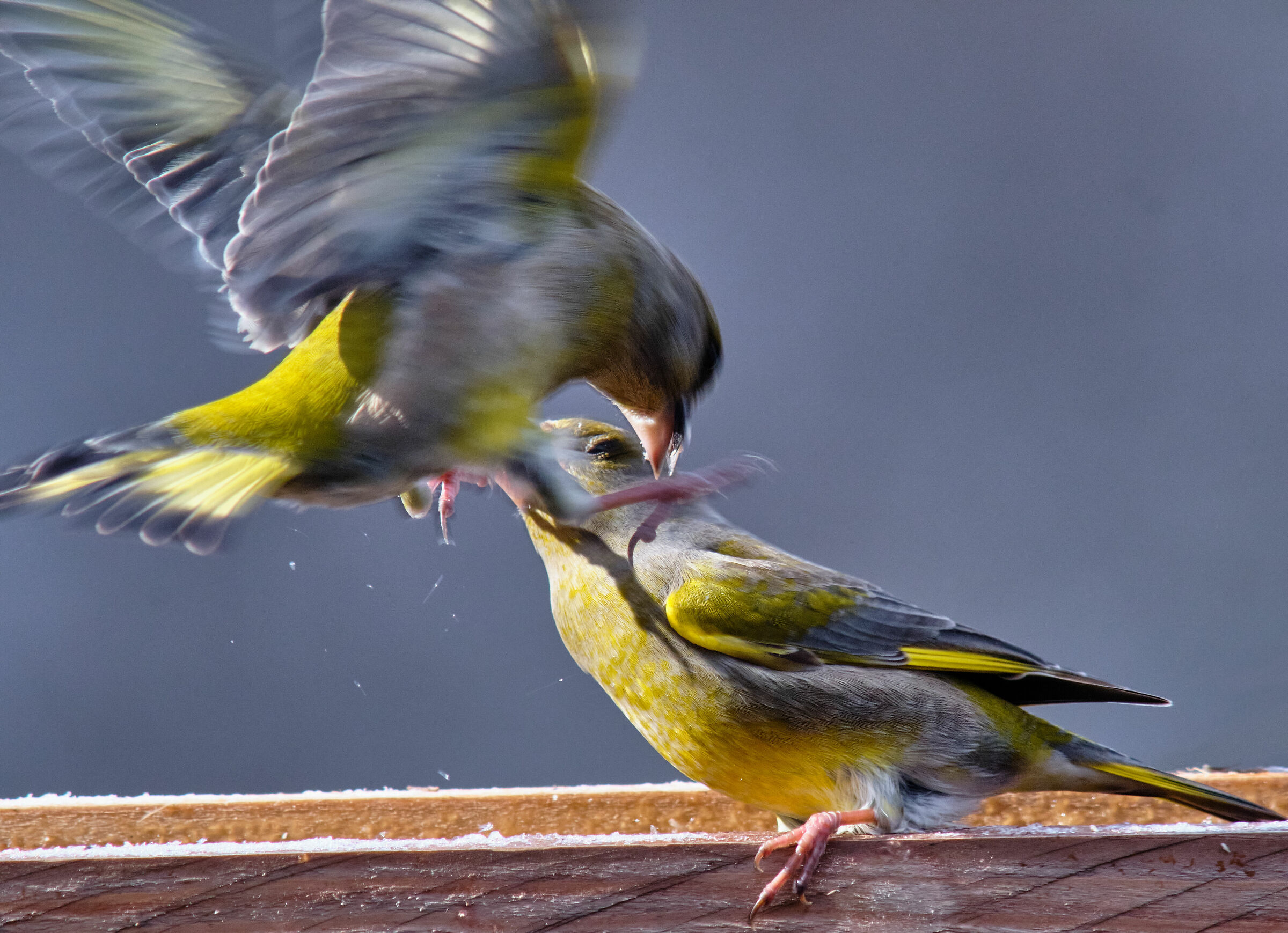 Greenfinch action