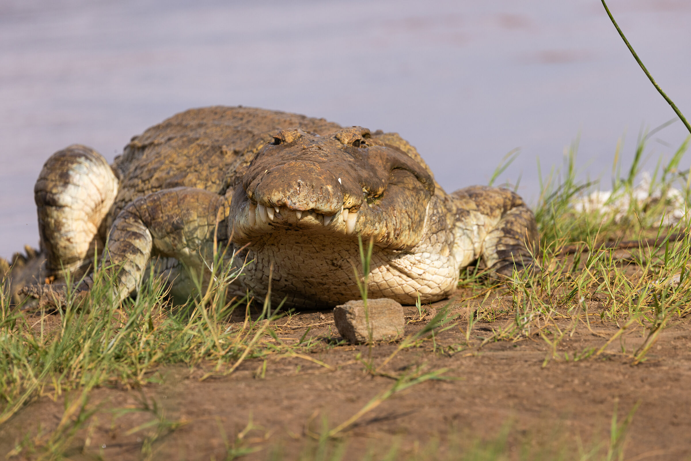 Crocodile on Galana river