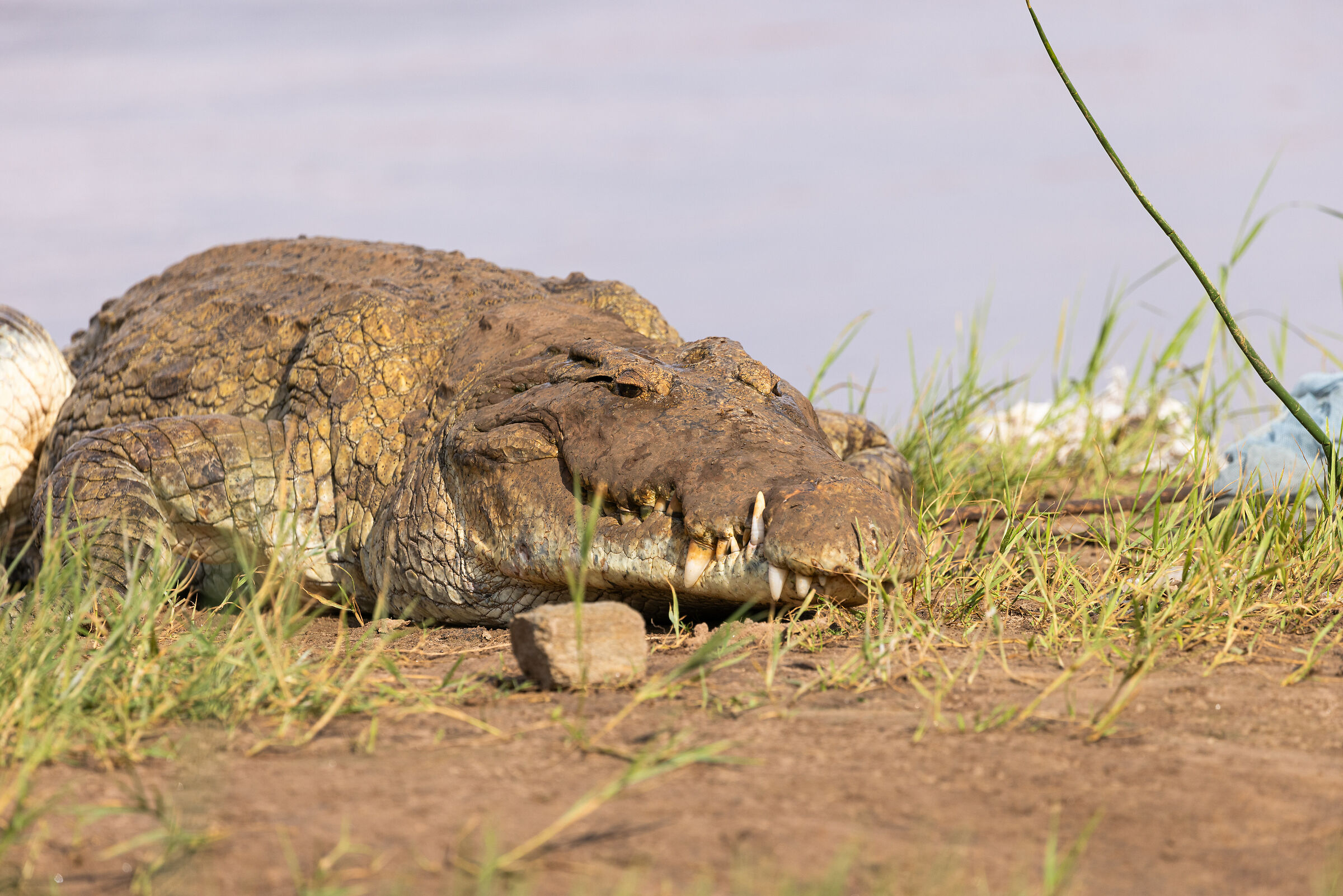 Crocodile on Galana river
