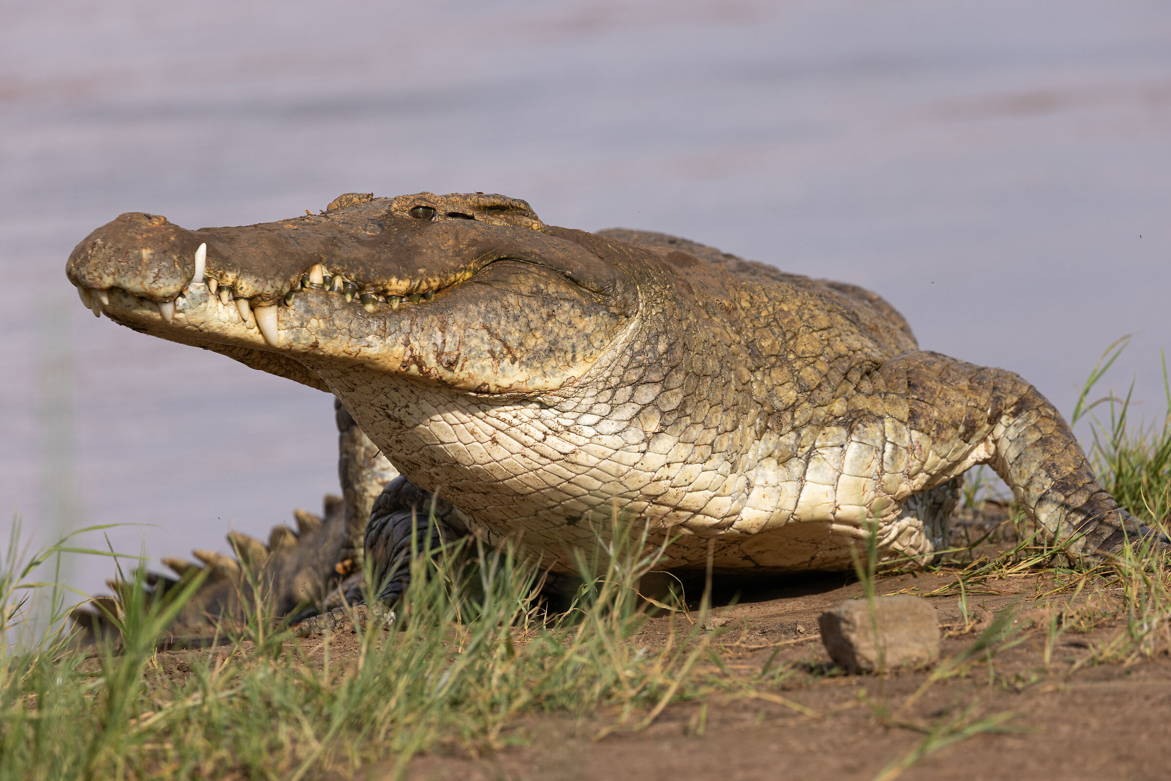 Crocodile on Galana river