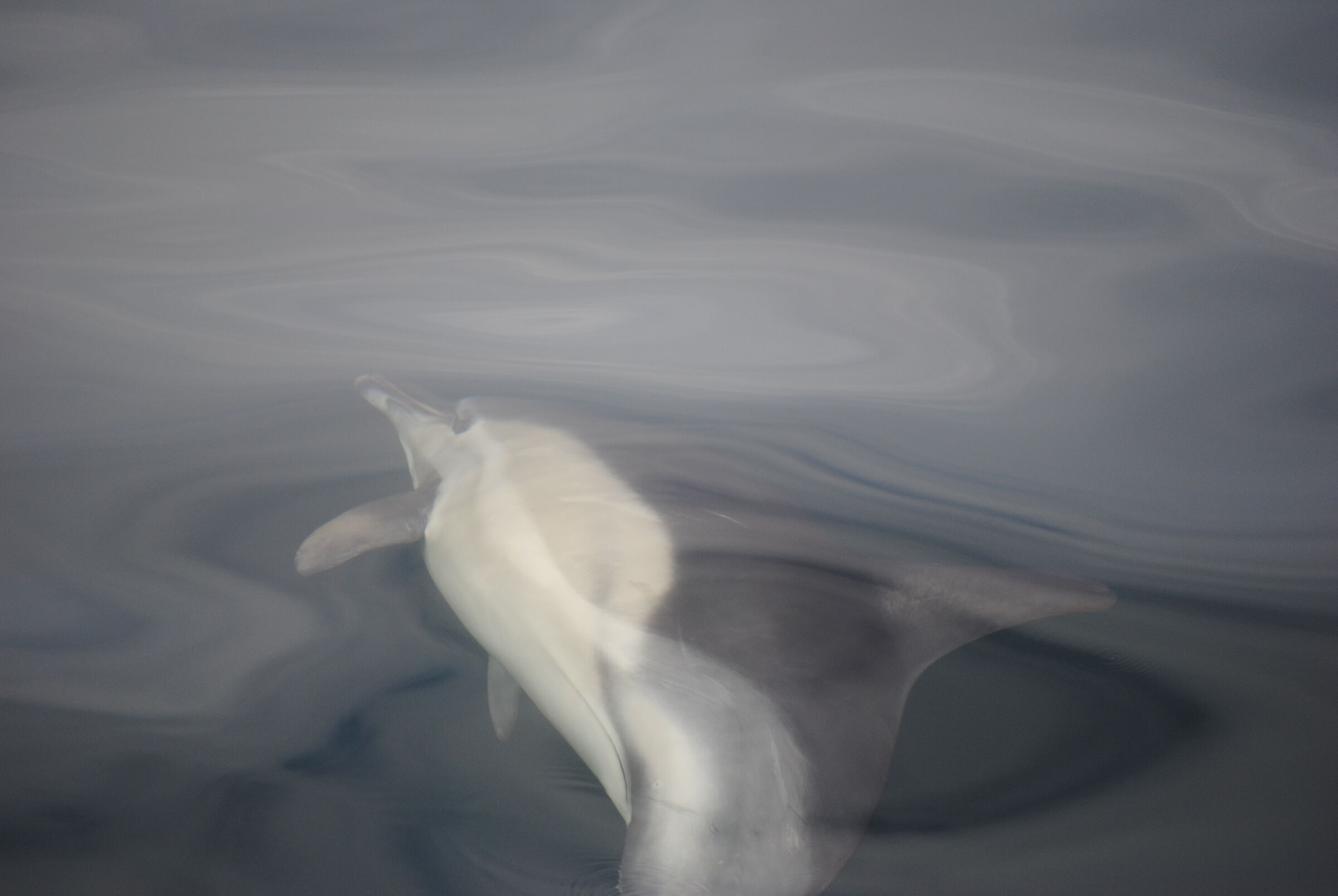 Delfino comune