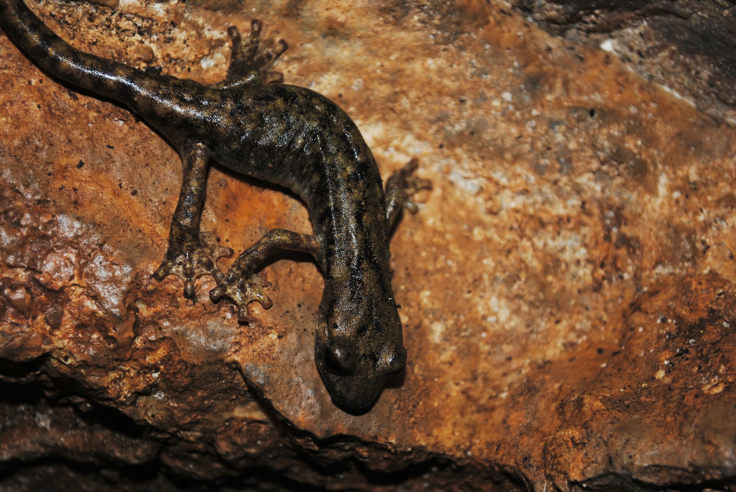 Geotritone del Supramonte