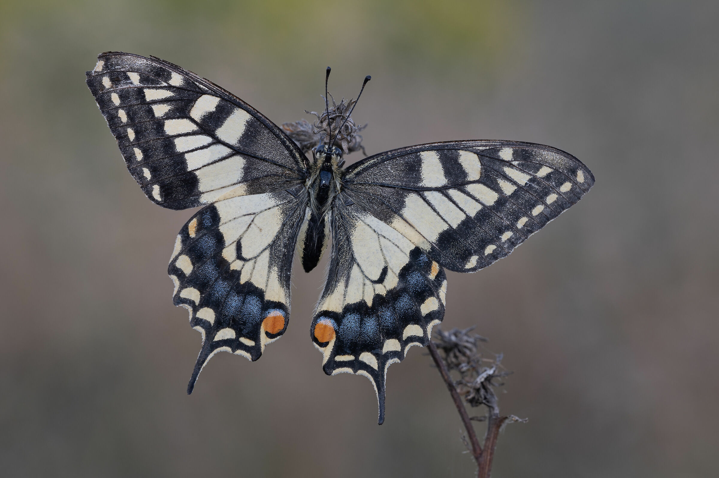 Swallowtail