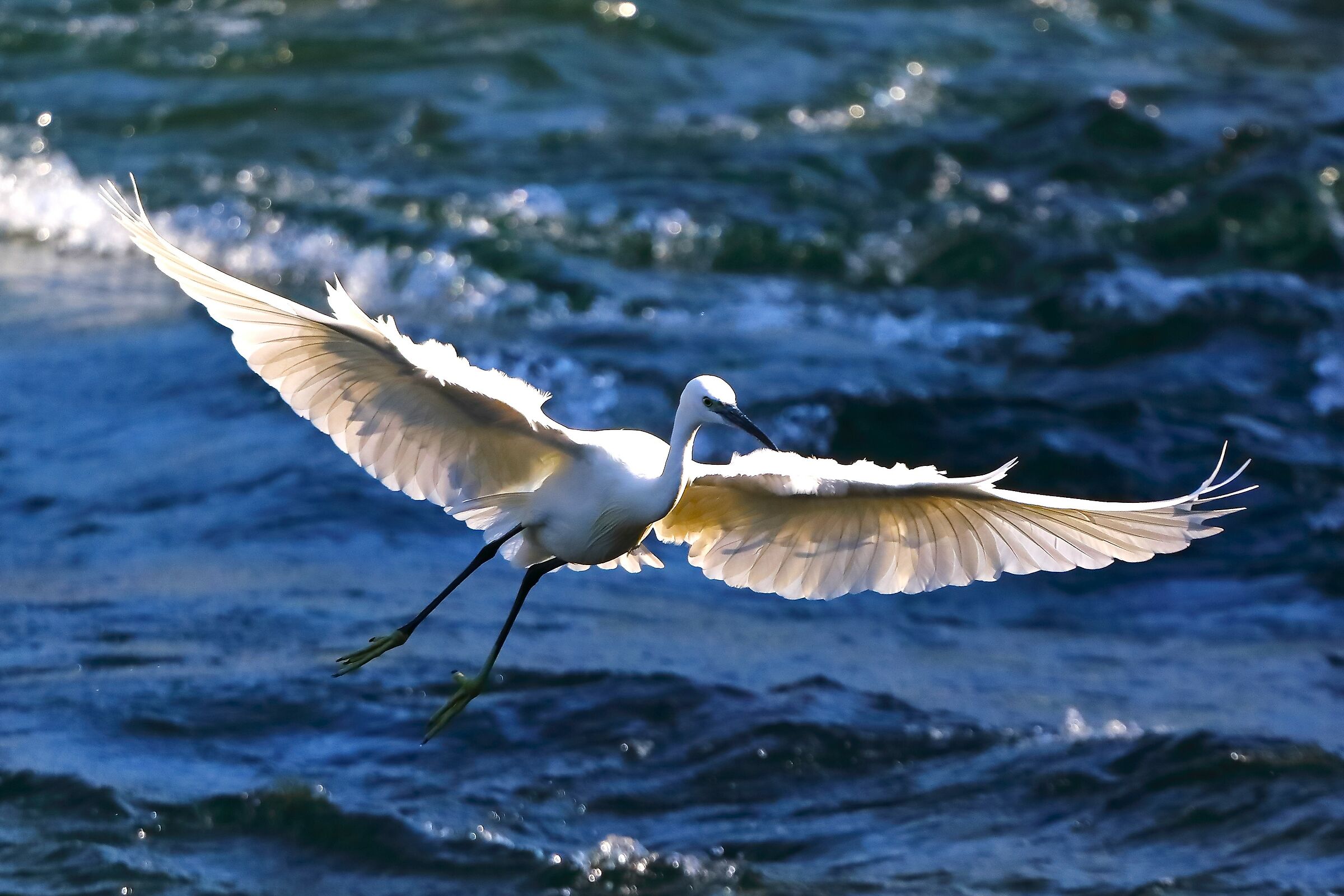 Little Egret 28-09-2023