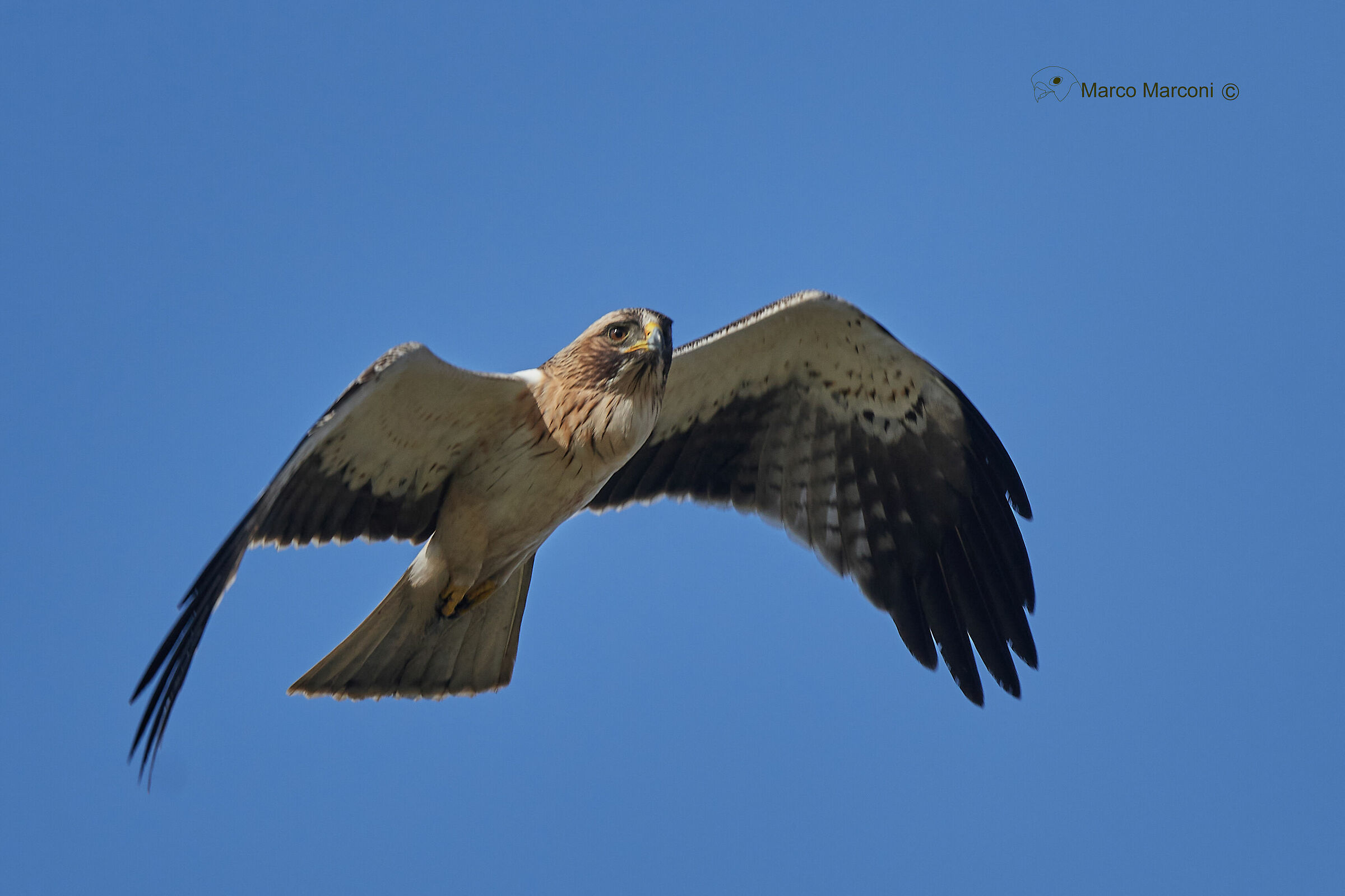 Aquila minore