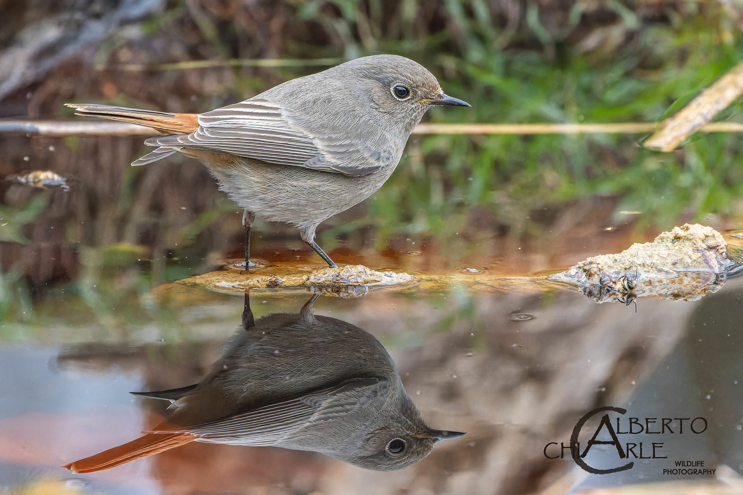 Codirosso spazzacamino nella pozza