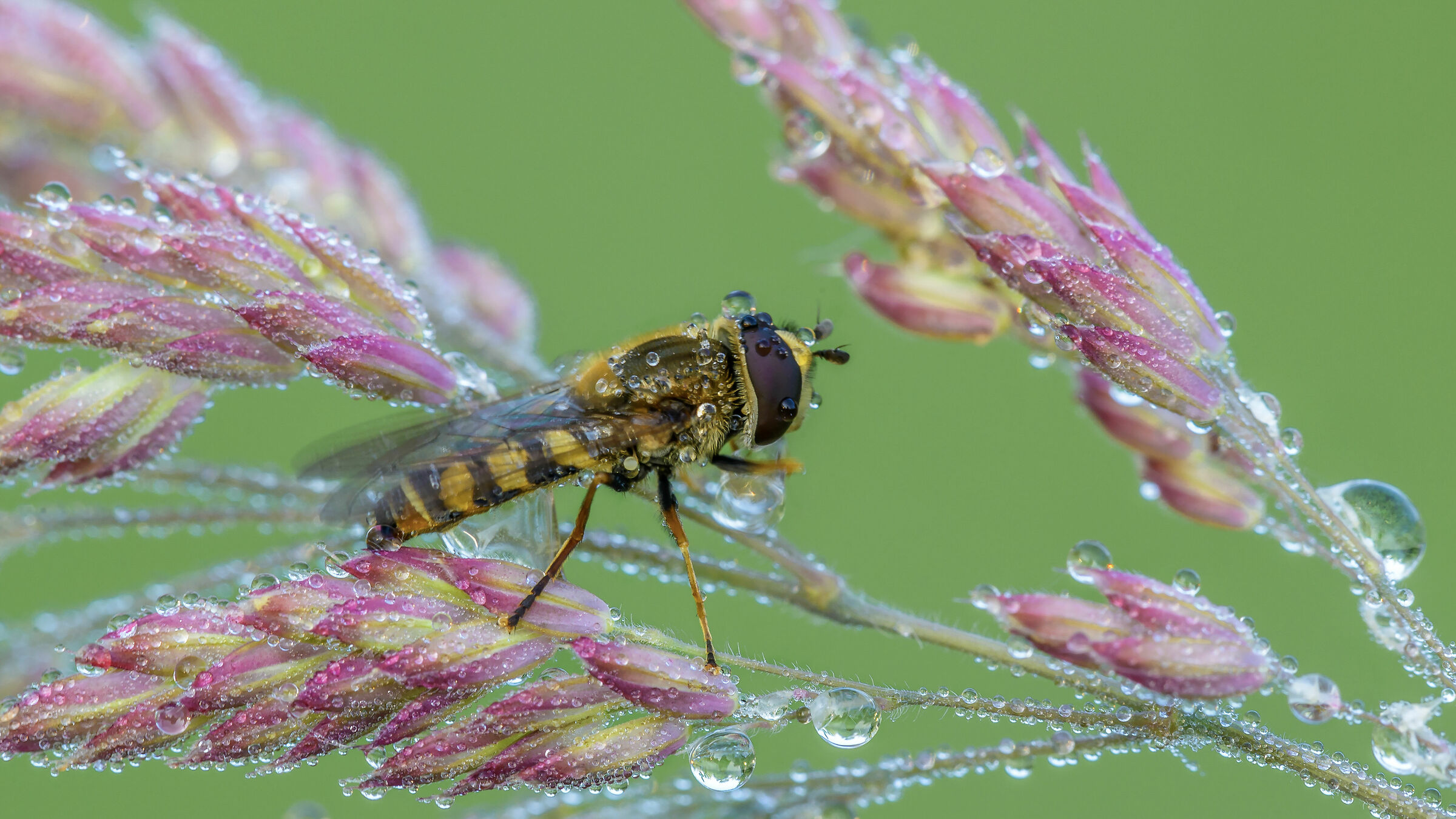 Bagnata dalla rugiada