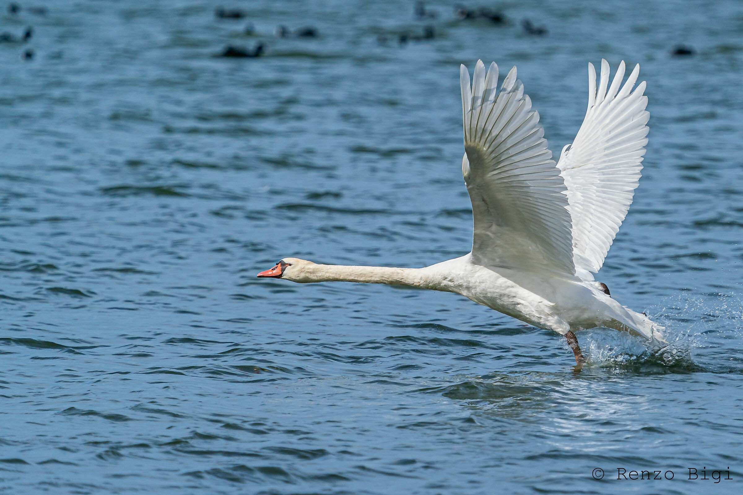 Mute swan