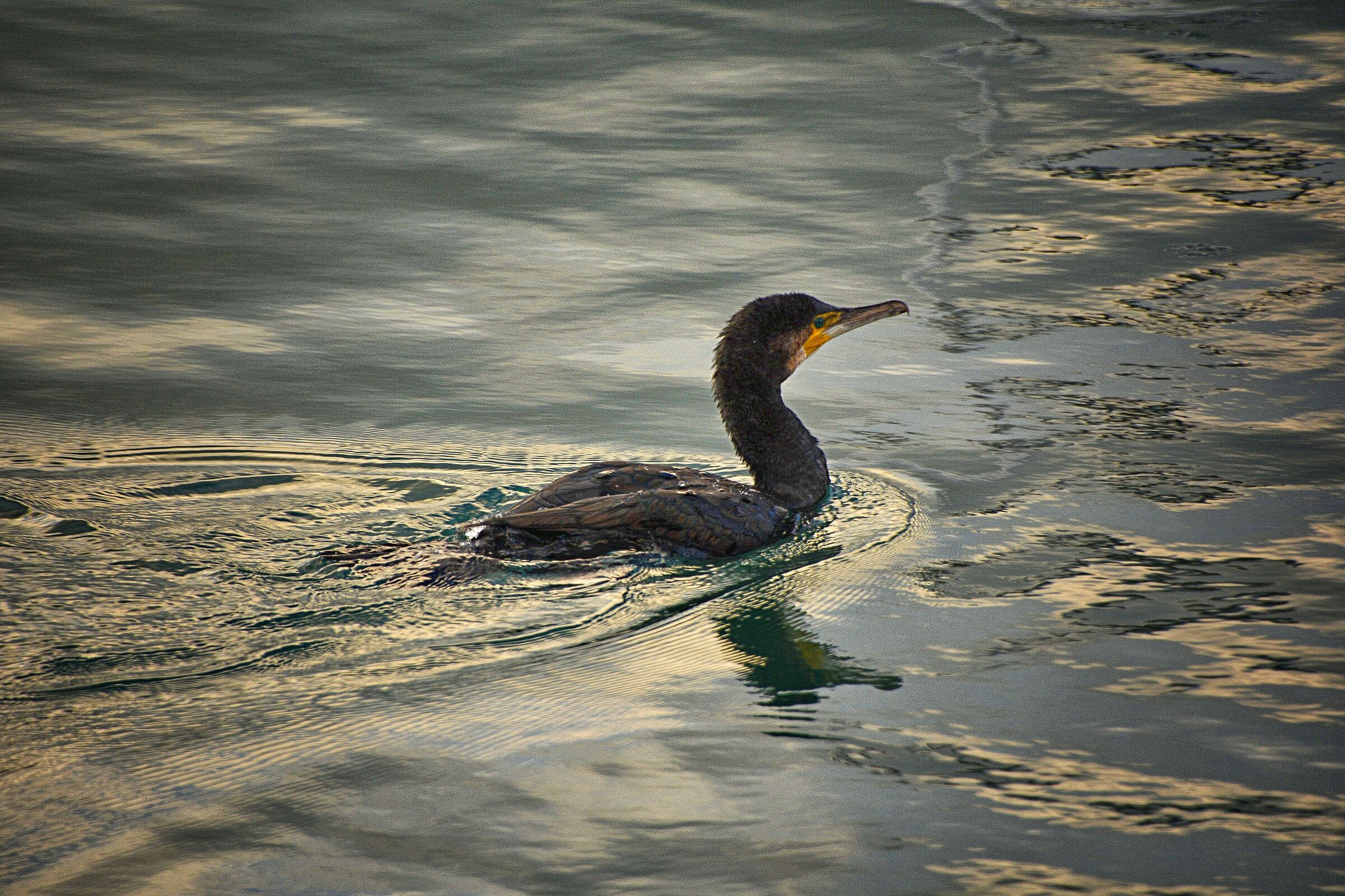 Acqua il suo elemento