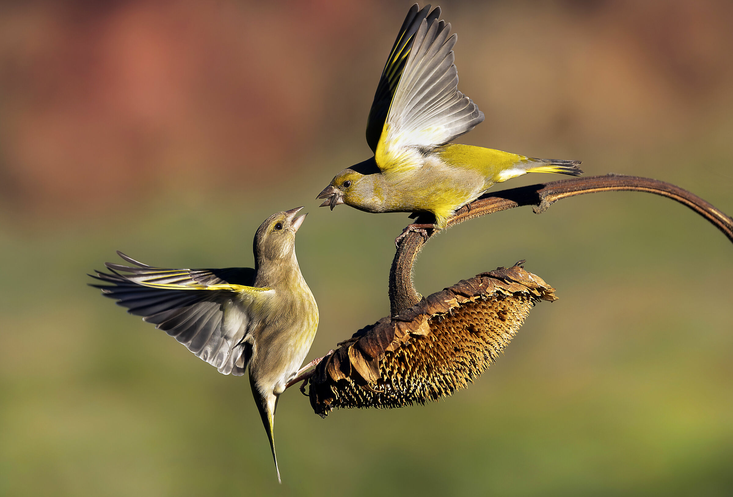 "Quarrels..."