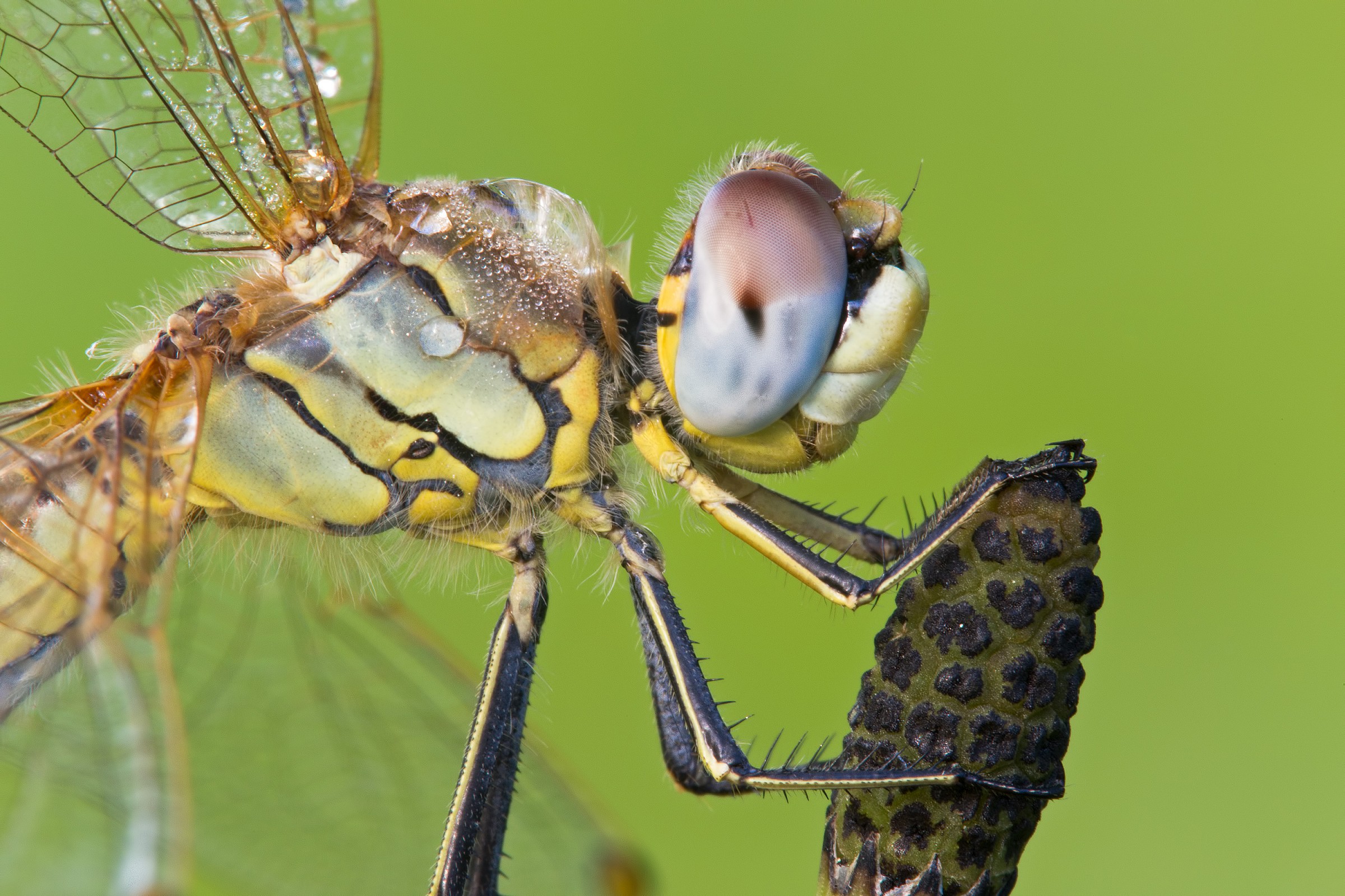 Portrait of Sympetrum