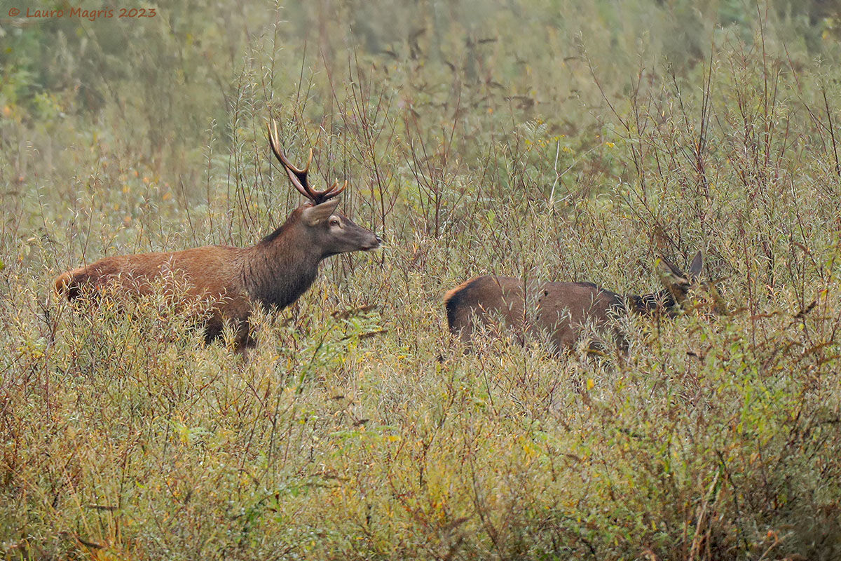 I'll follow you closely