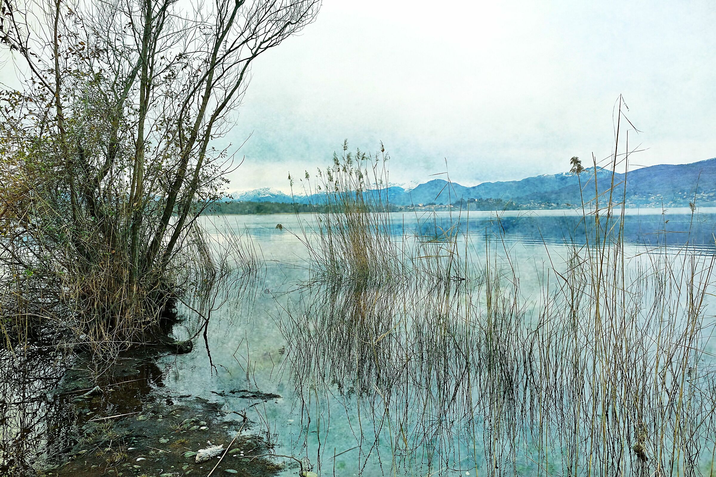 Reeds : Lake Varese