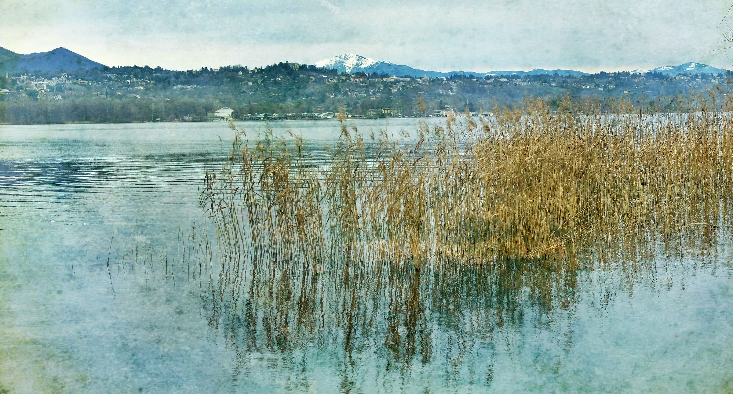 Reeds : Lake Varese