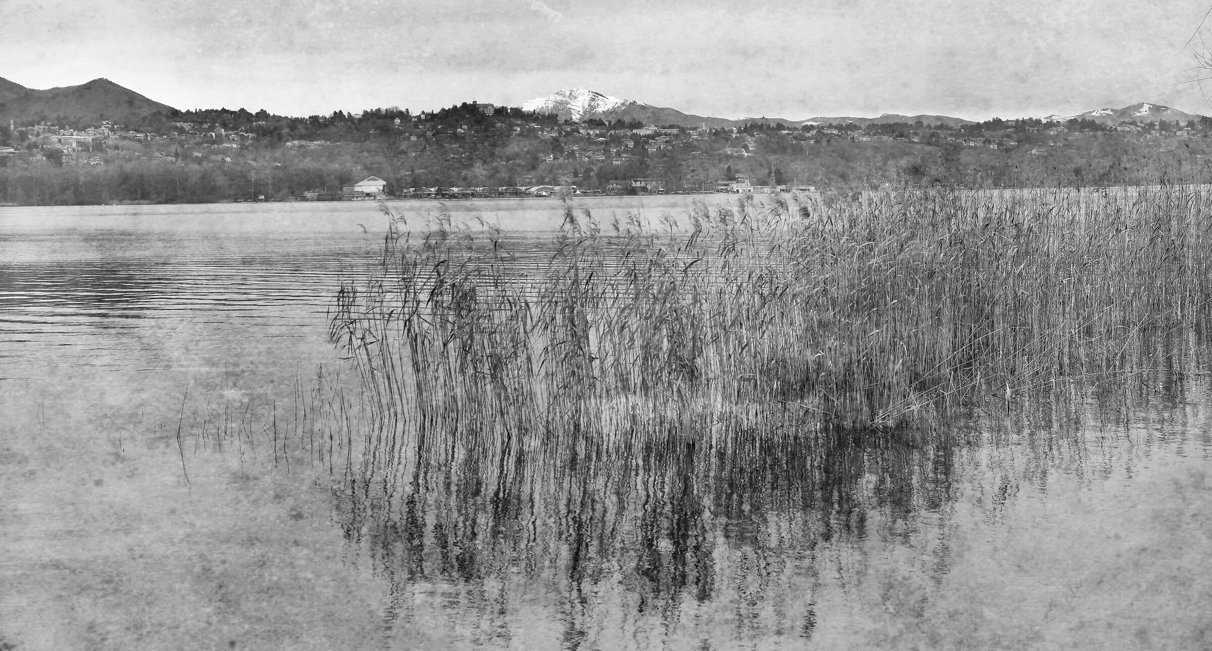Reeds : Lake Varese