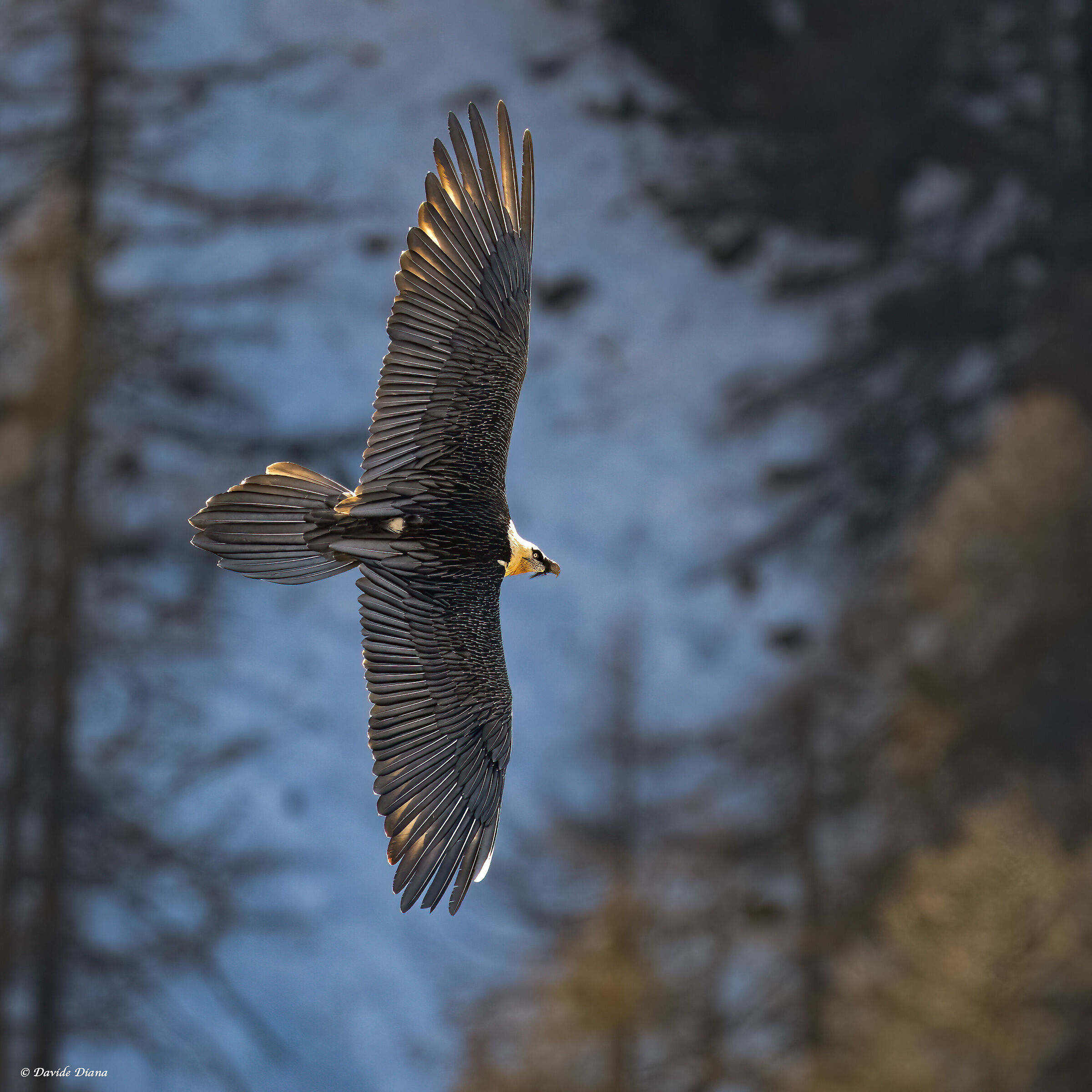 Gypaetus barbatus - Parco Nazionale del Gran Paradiso