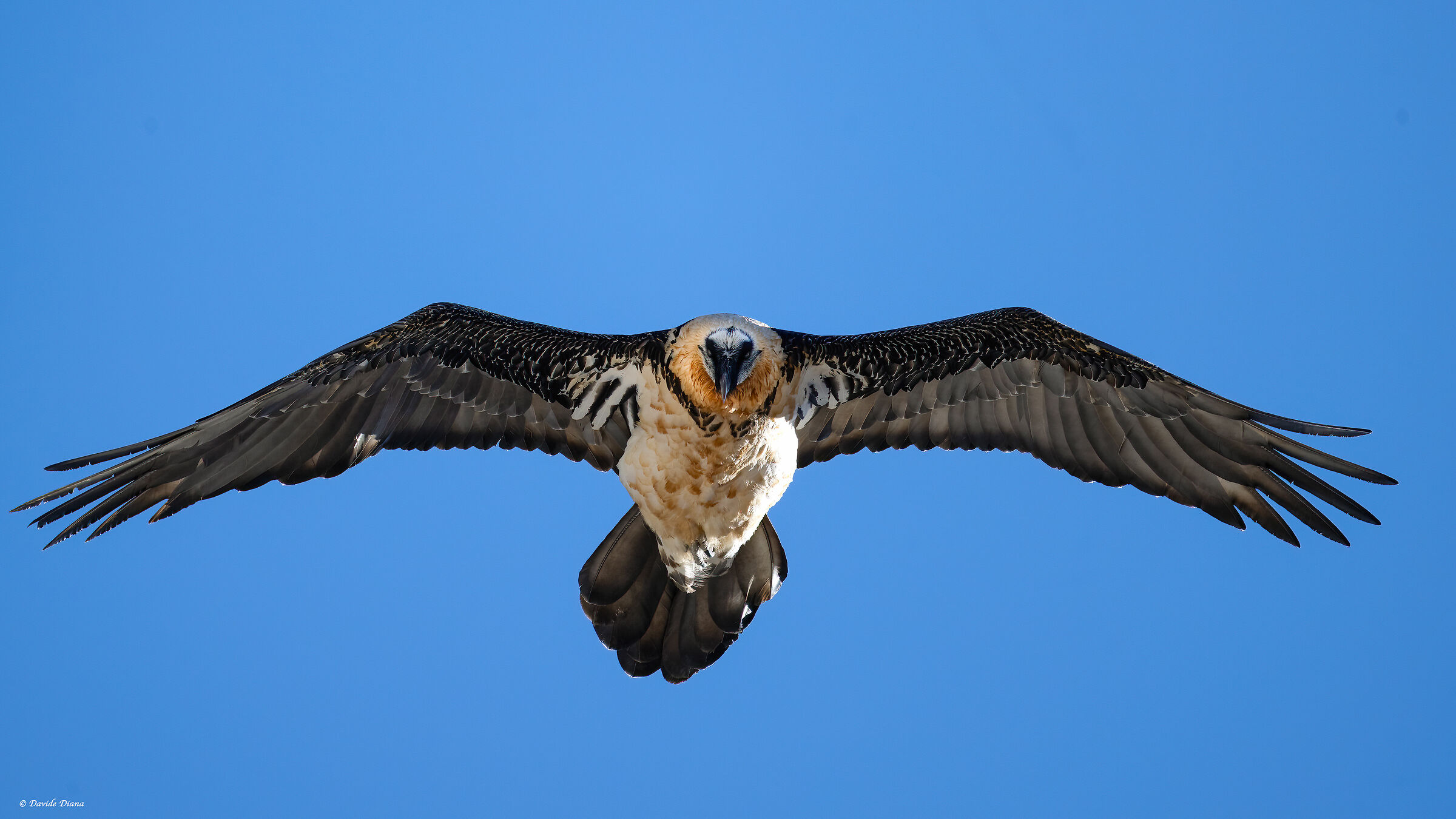 Gypaetus barbatus - Parco Nazionale del Gran Paradiso