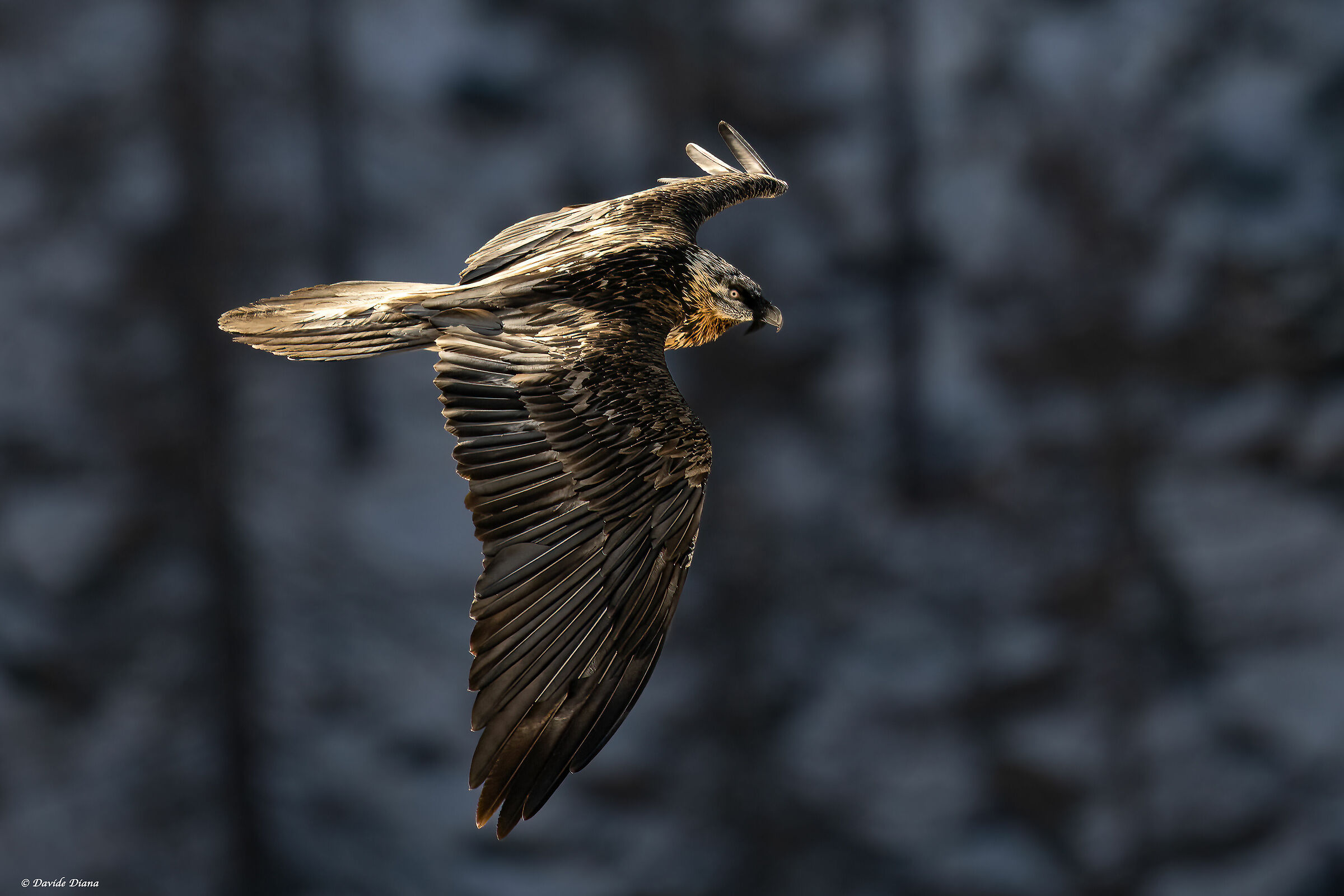 Gypaetus barbatus - Gran Paradiso National Park