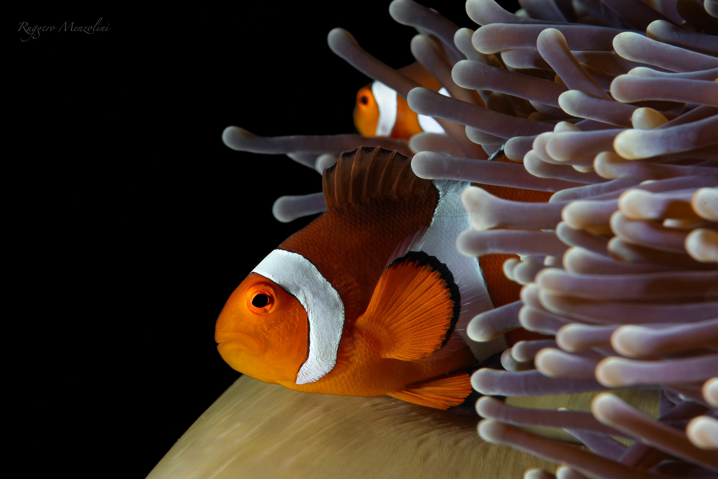 Anemone and Clown
