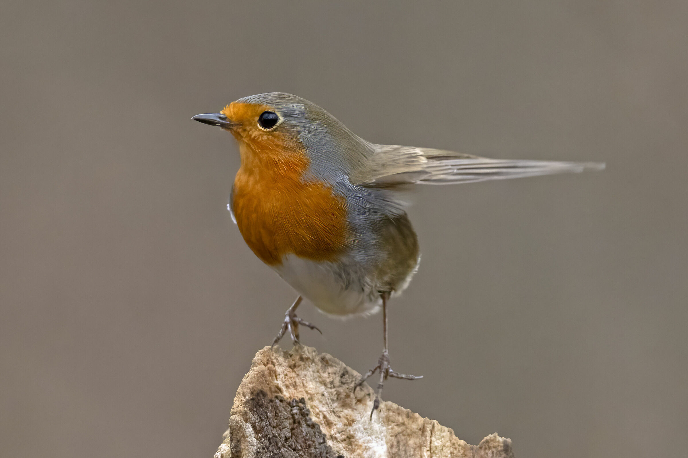 Robin taking off