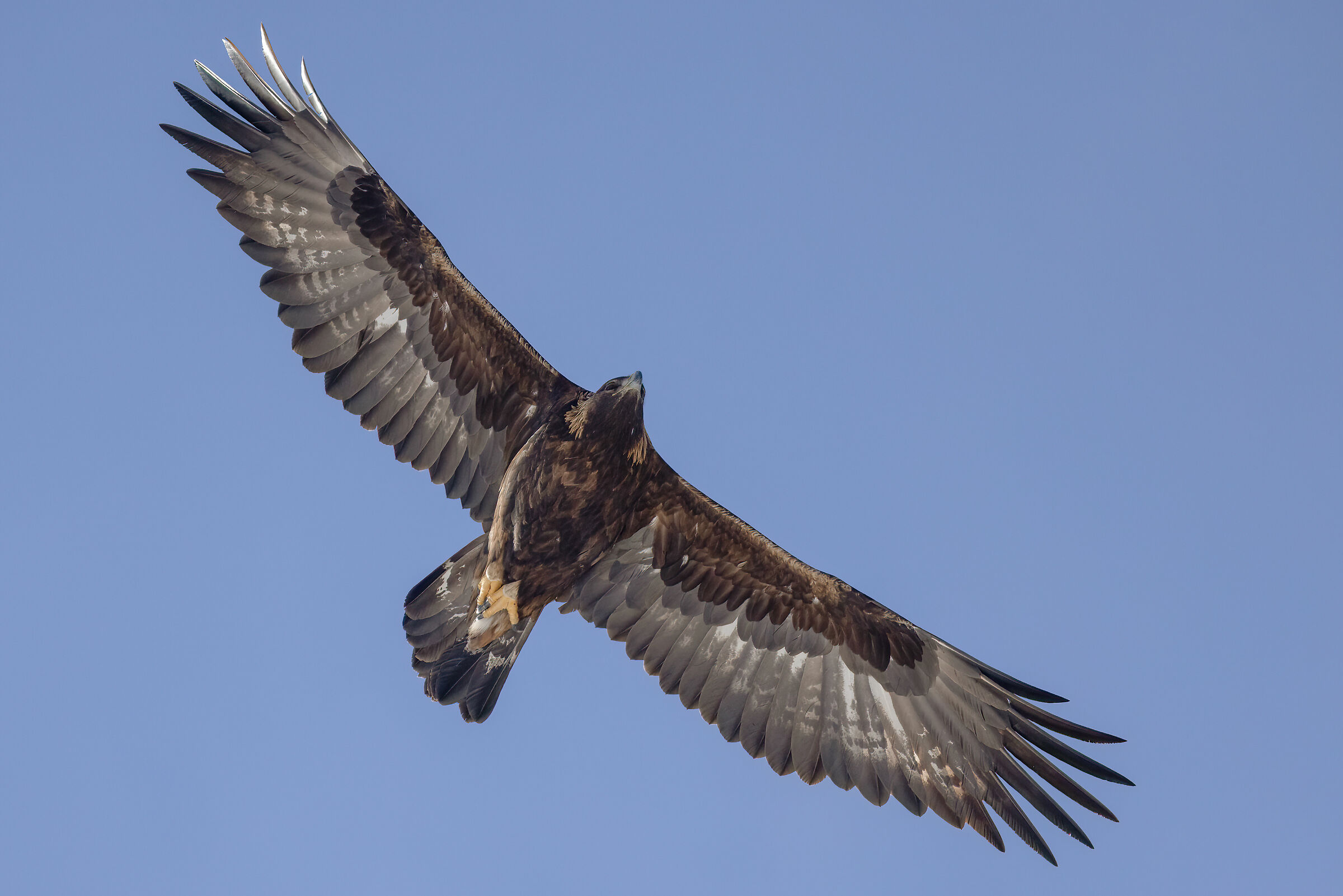 golden eagle