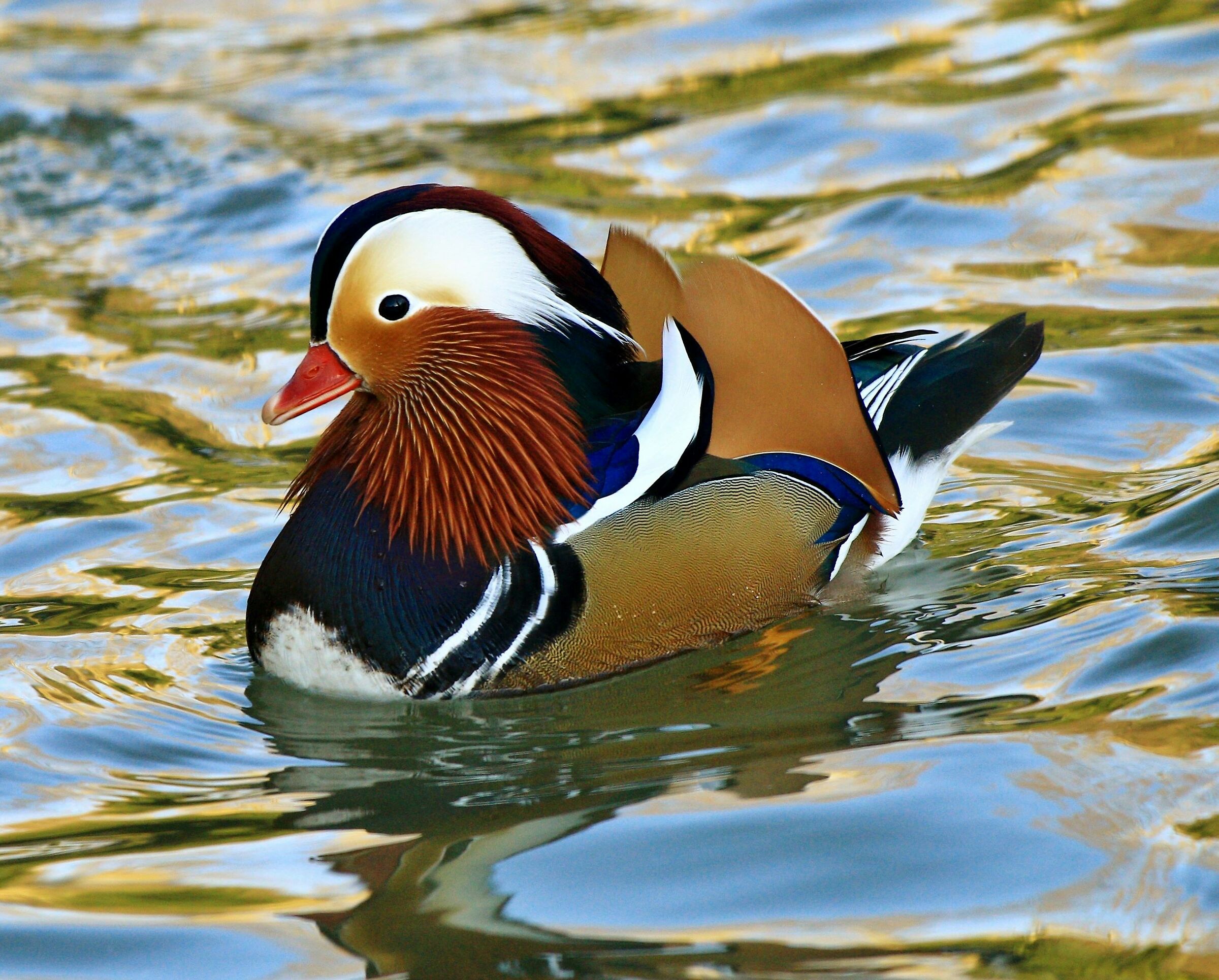 Mandarin duck