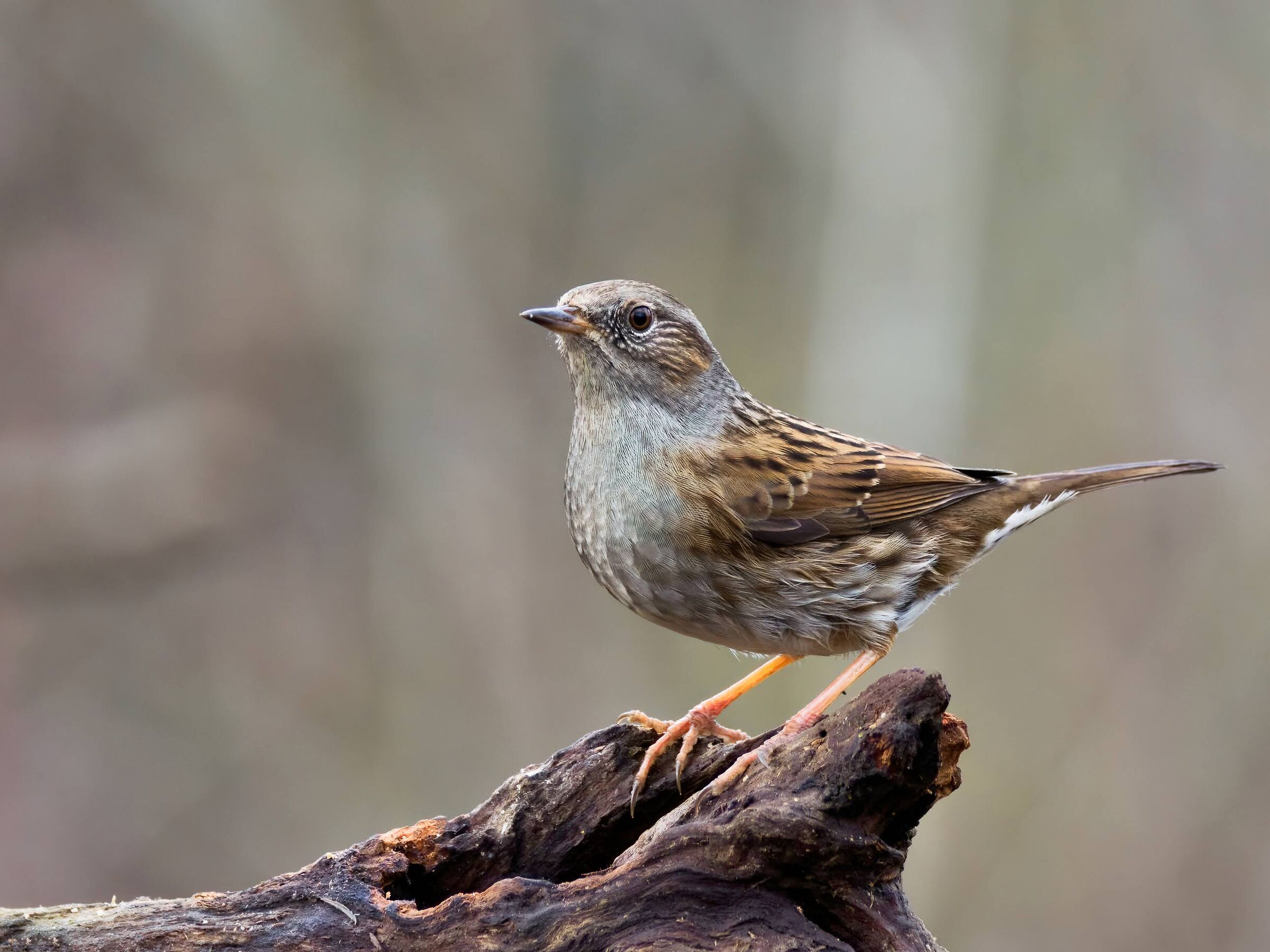 Dunnock