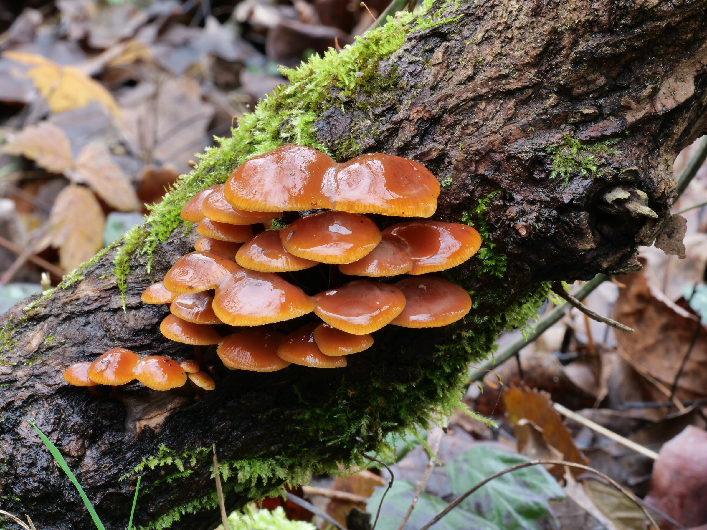 Flammulina velutipes