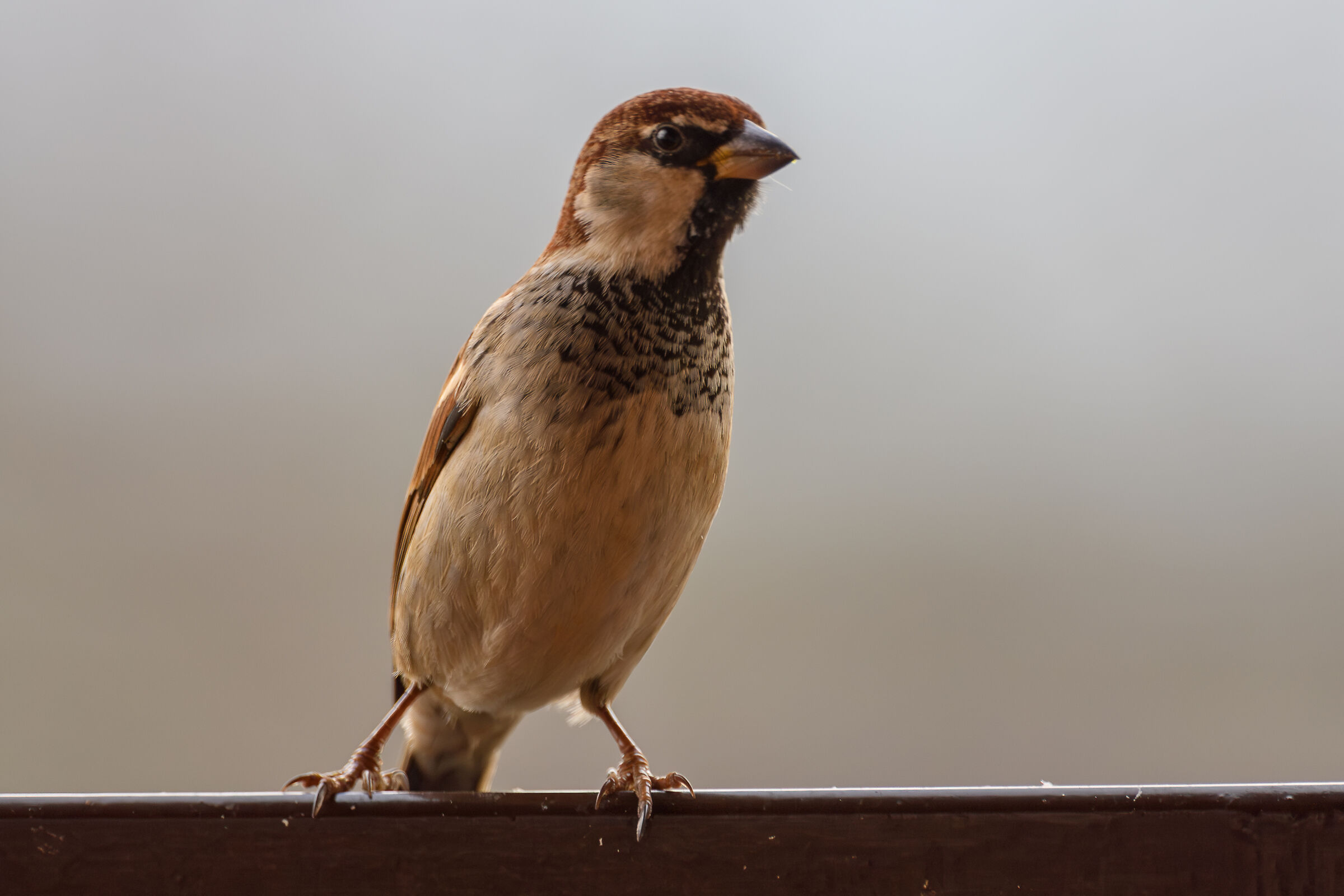 Sparrow